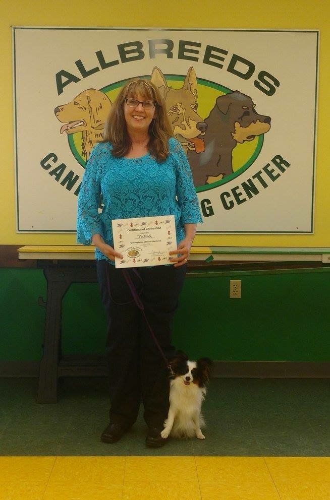 Papillon at good citizen traingin