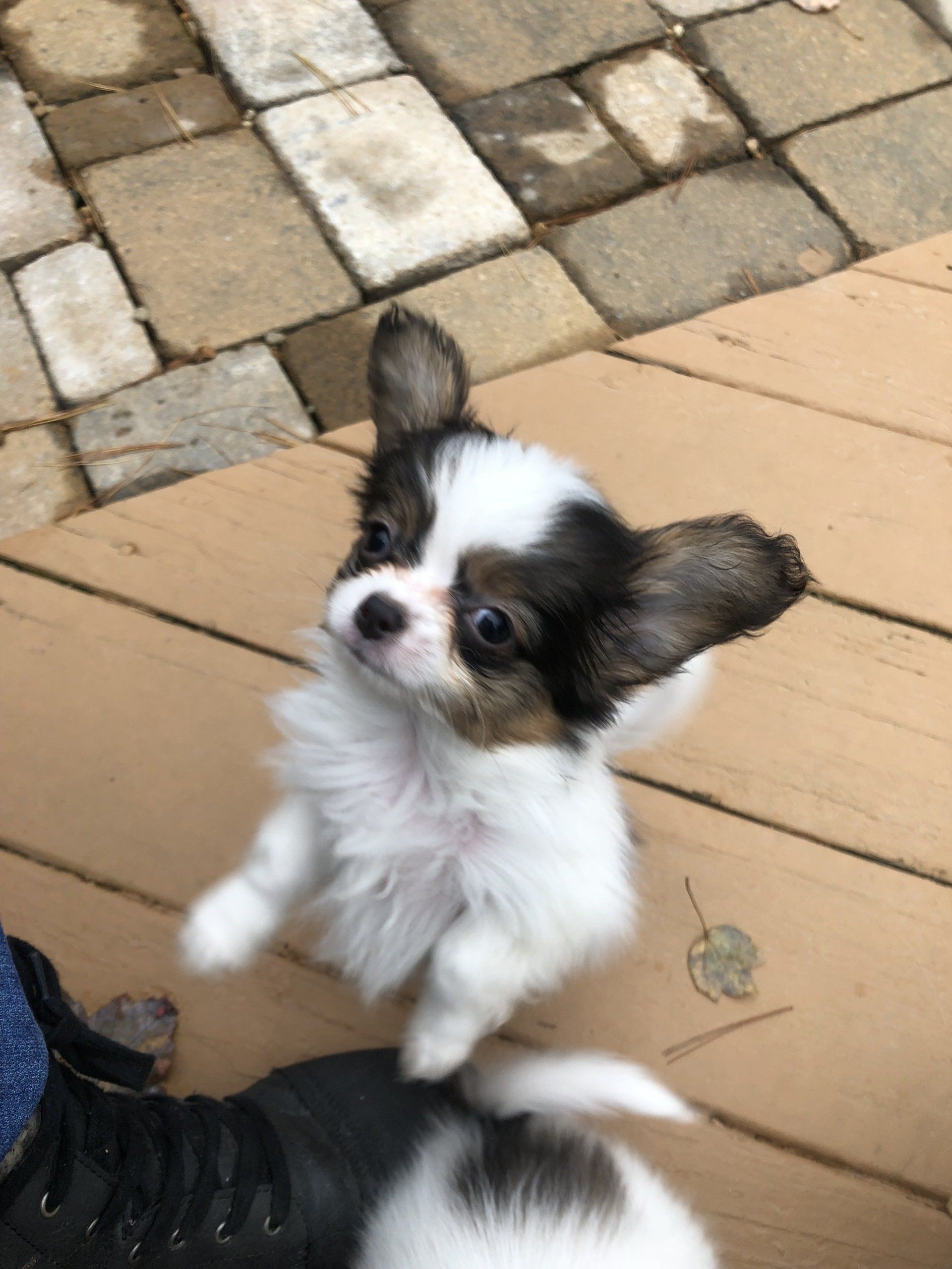 A small, white and brown Papillon puppy stands on a wooden deck, looking up attentively with its front paws raised.