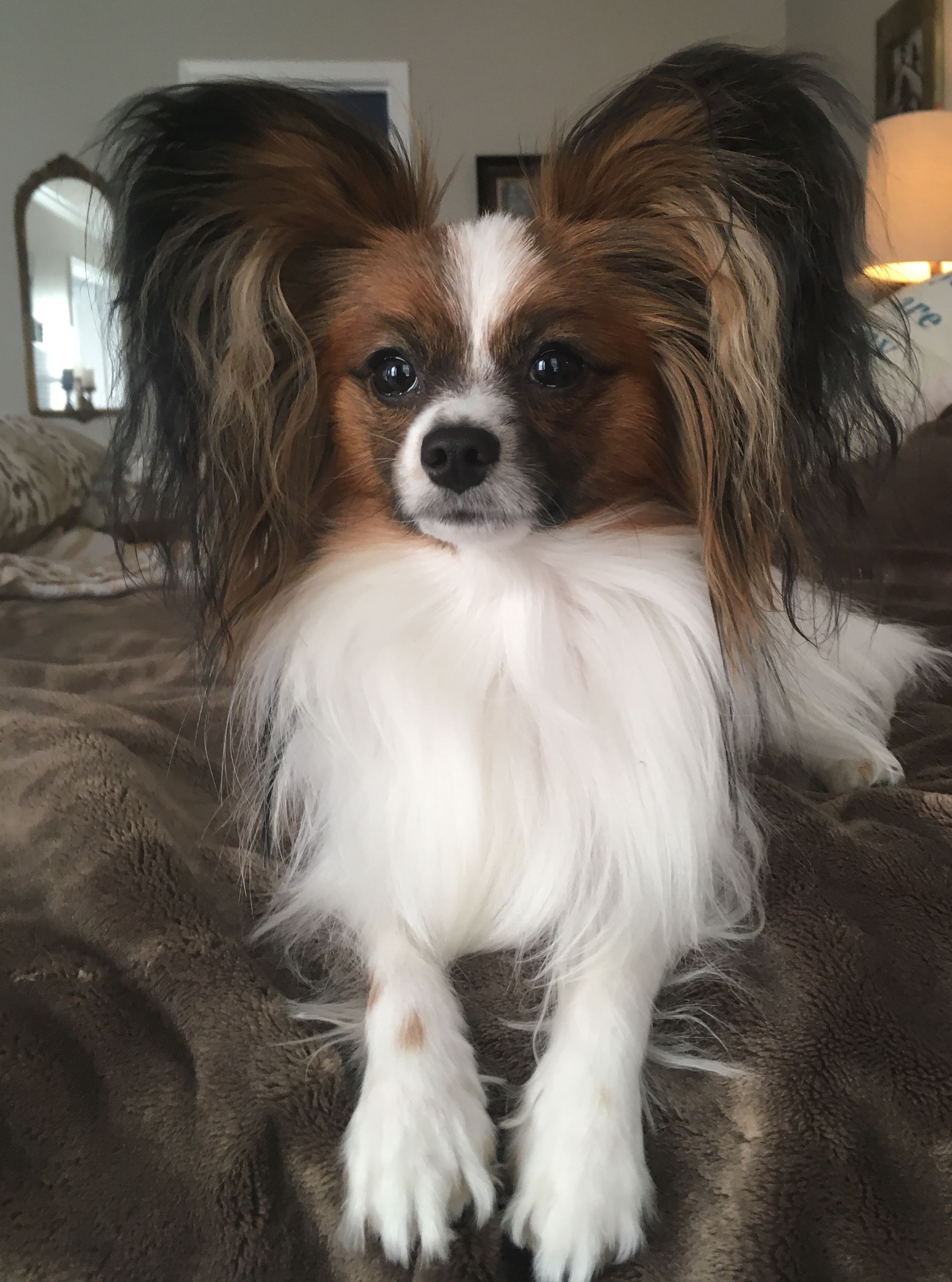 Papillon dog with brown, black, and white fur, sitting on a brown blanket with a focused expression.