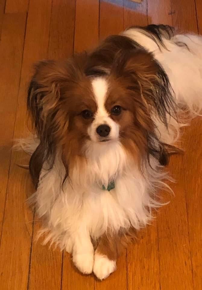 Papillon dog with brown and white fur, lying on a wooden floor, looking forward.