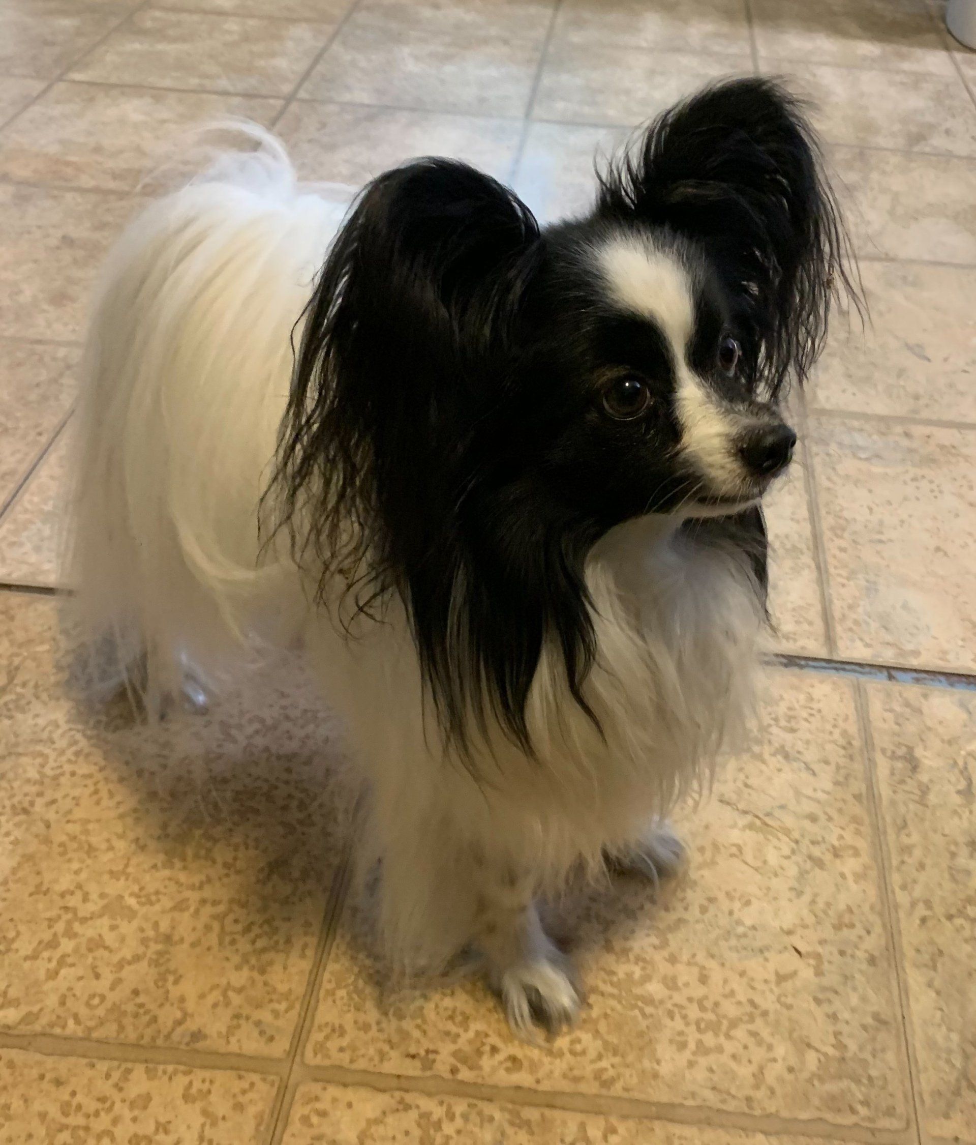 Black and white Papillon dog standing on a tiled floor, looking to the right.