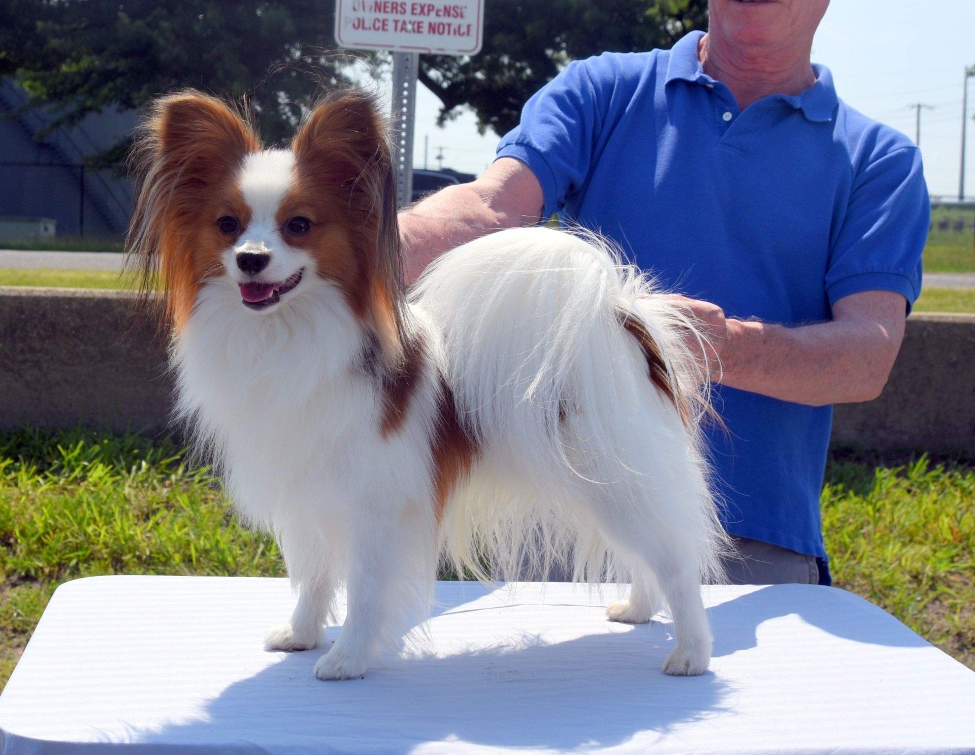 A Papillon dog with brown and white fur stands on a table, being held by a person in a blue shirt outside.
