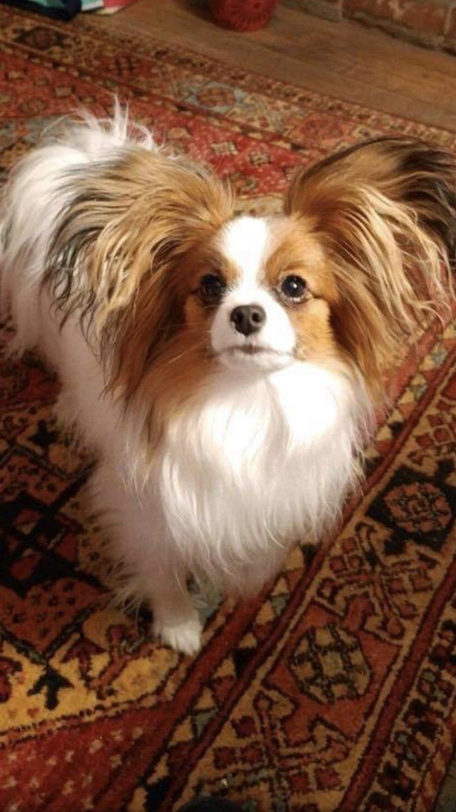 Papillon dog with white and brown markings, standing on a patterned rug.