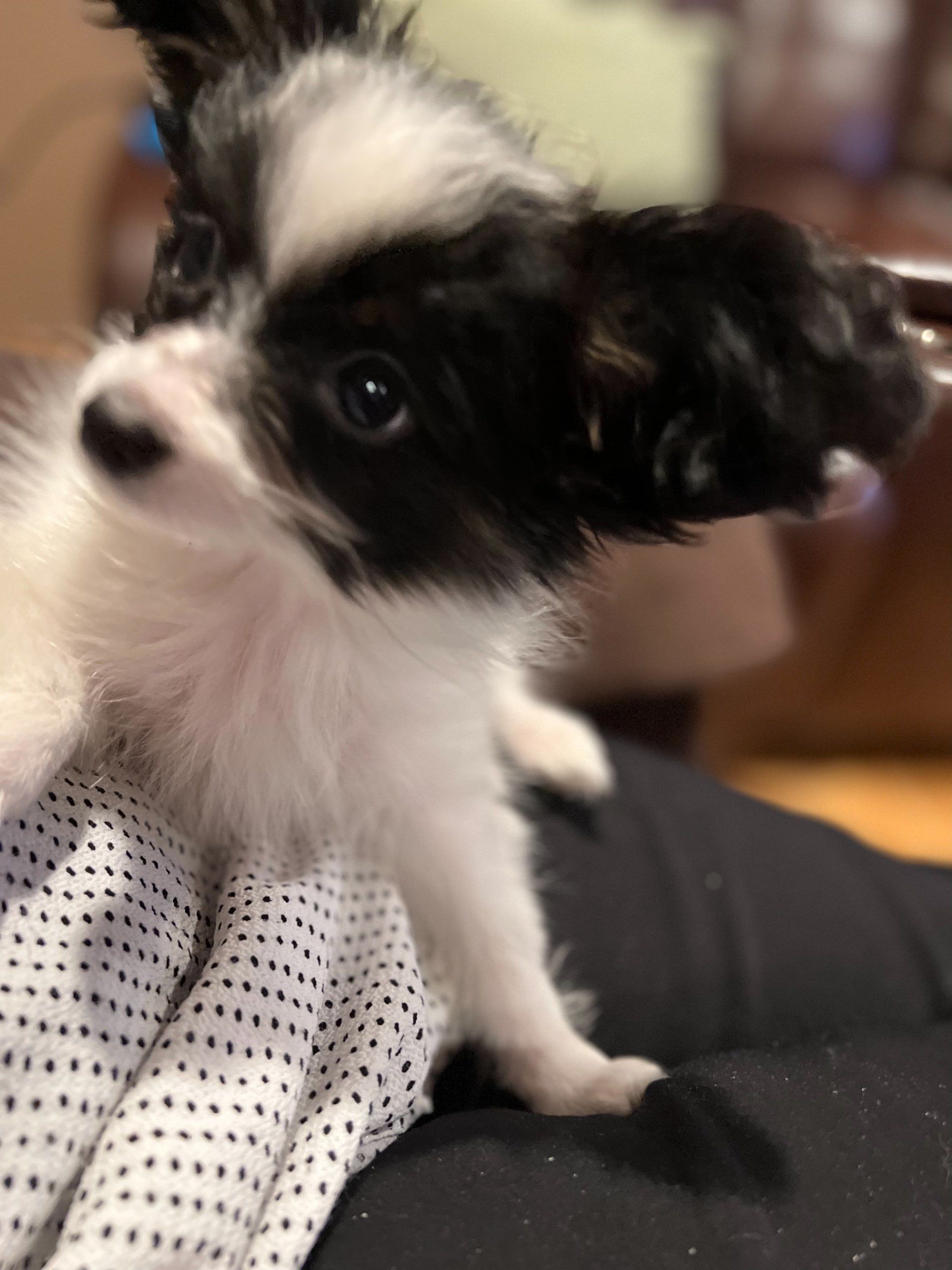 Black and white Papillon puppy with perky ears, looking up inquisitively. It's on a lap, indoors.