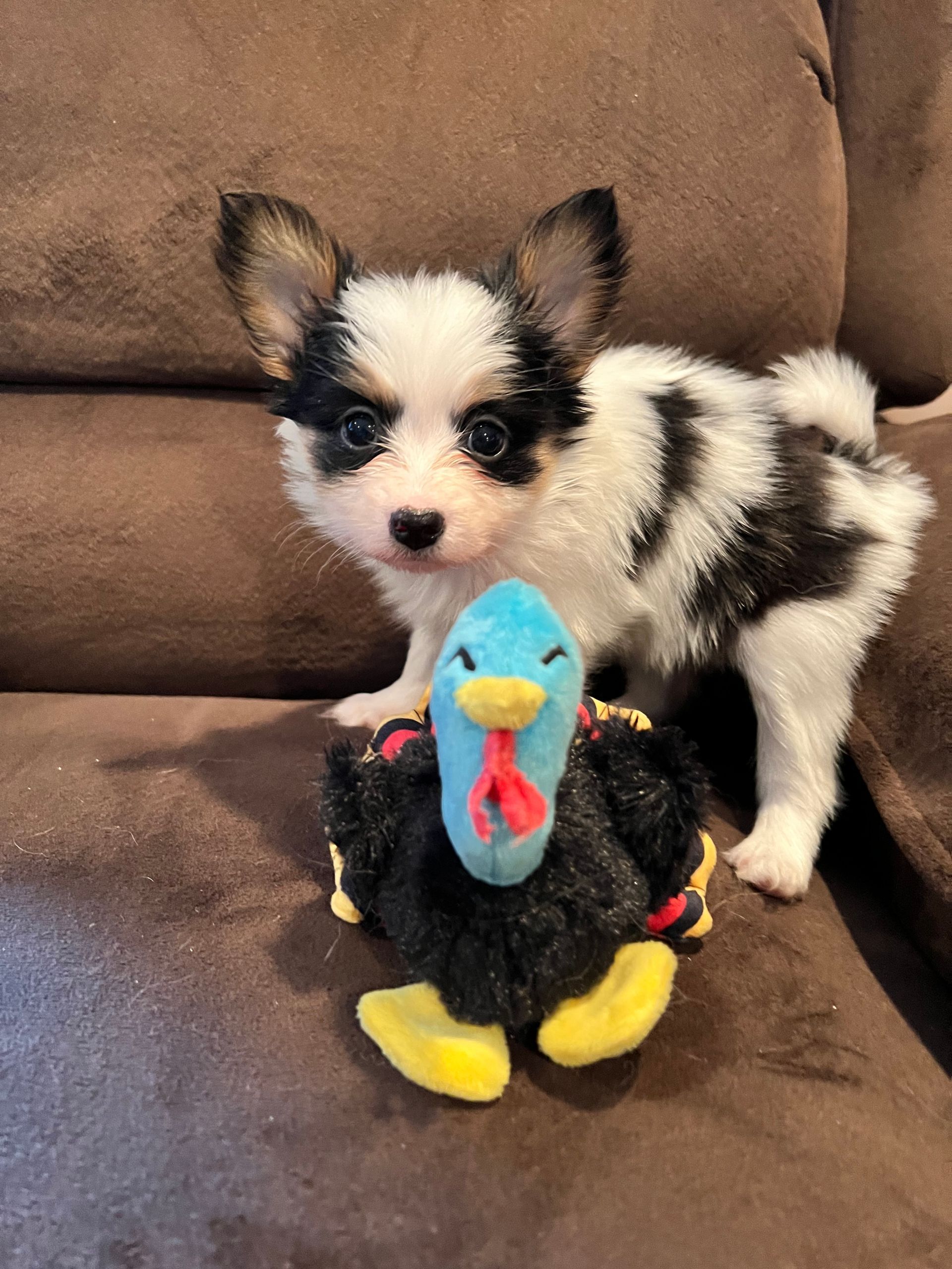 Small, white and black puppy standing with a blue and black turkey toy on a brown couch.