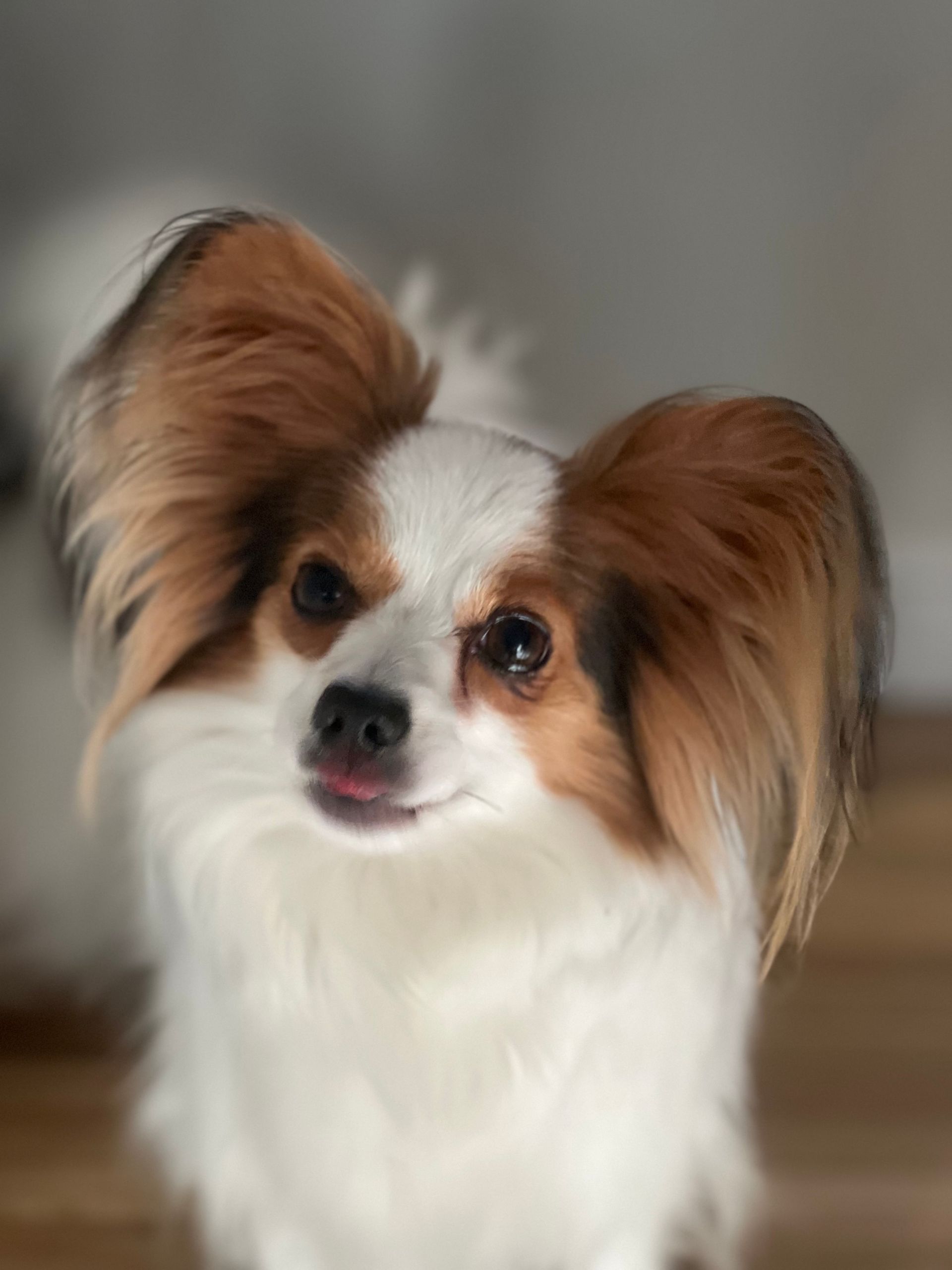 Papillon dog with white and brown fur, perked ears, looking up with tongue slightly out.