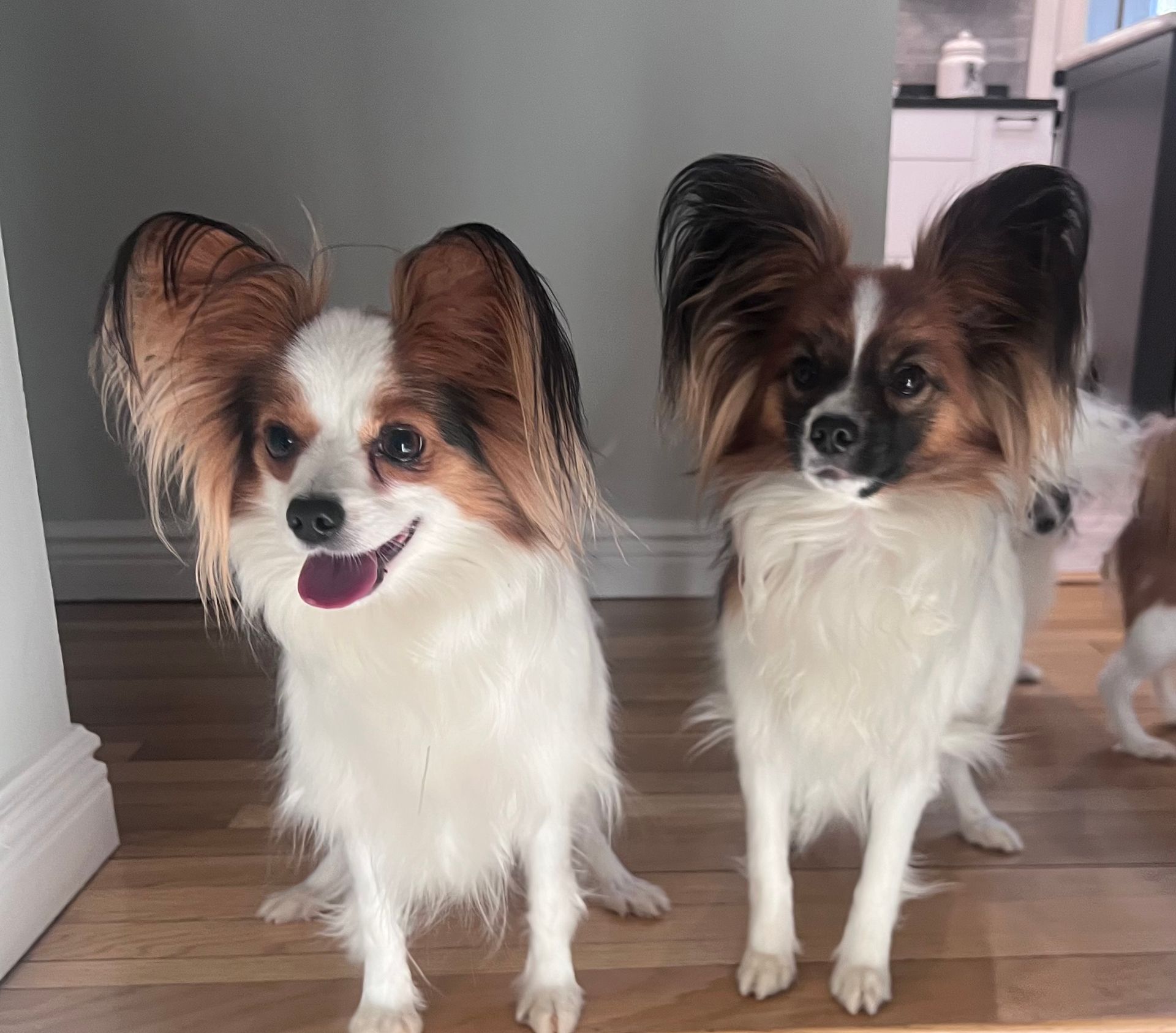 Two Papillon dogs with large, fringed ears stand indoors, one panting with tongue out.