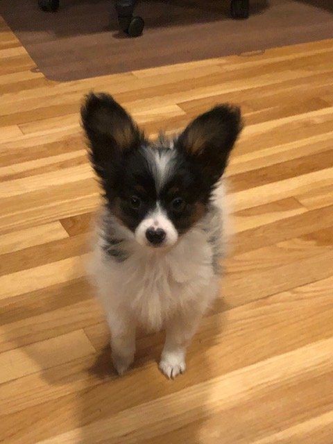 Available papillon puppy