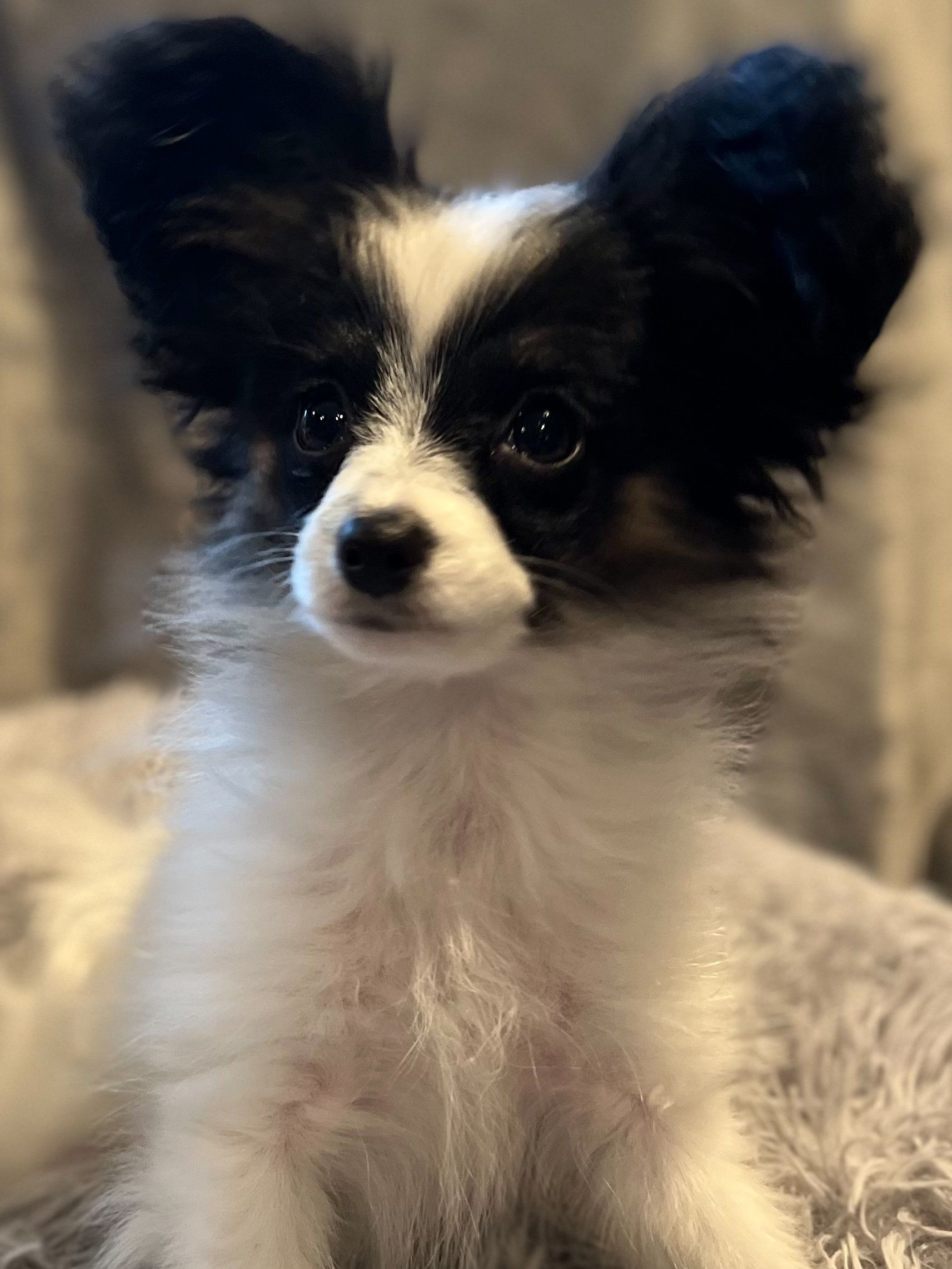A small Papillon dog with black and white fur and large, erect ears sits on a fuzzy, gray surface.
