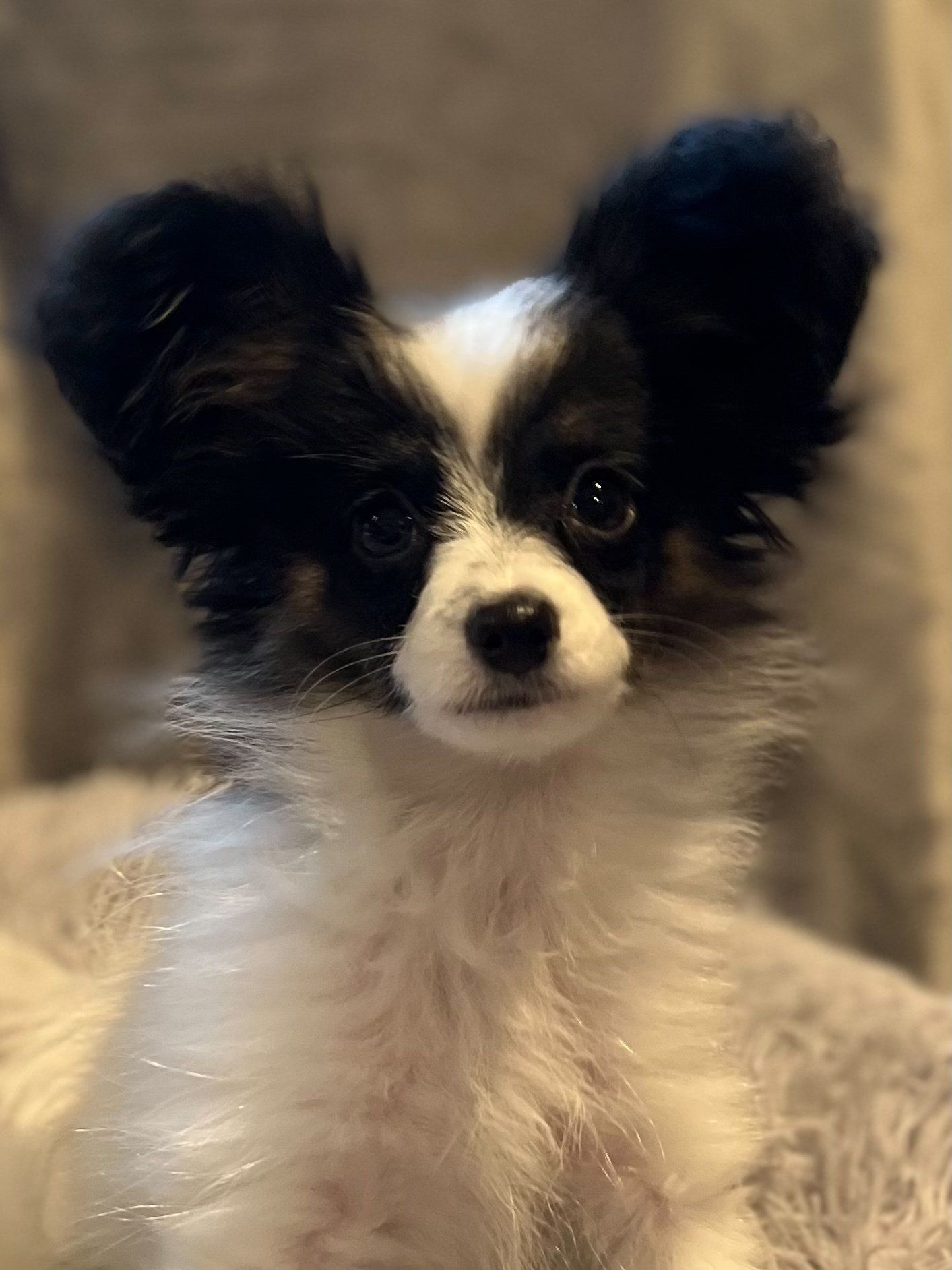 Close-up of a Papillon dog with large, black-tipped ears and a black and white face looking directly at the viewer.