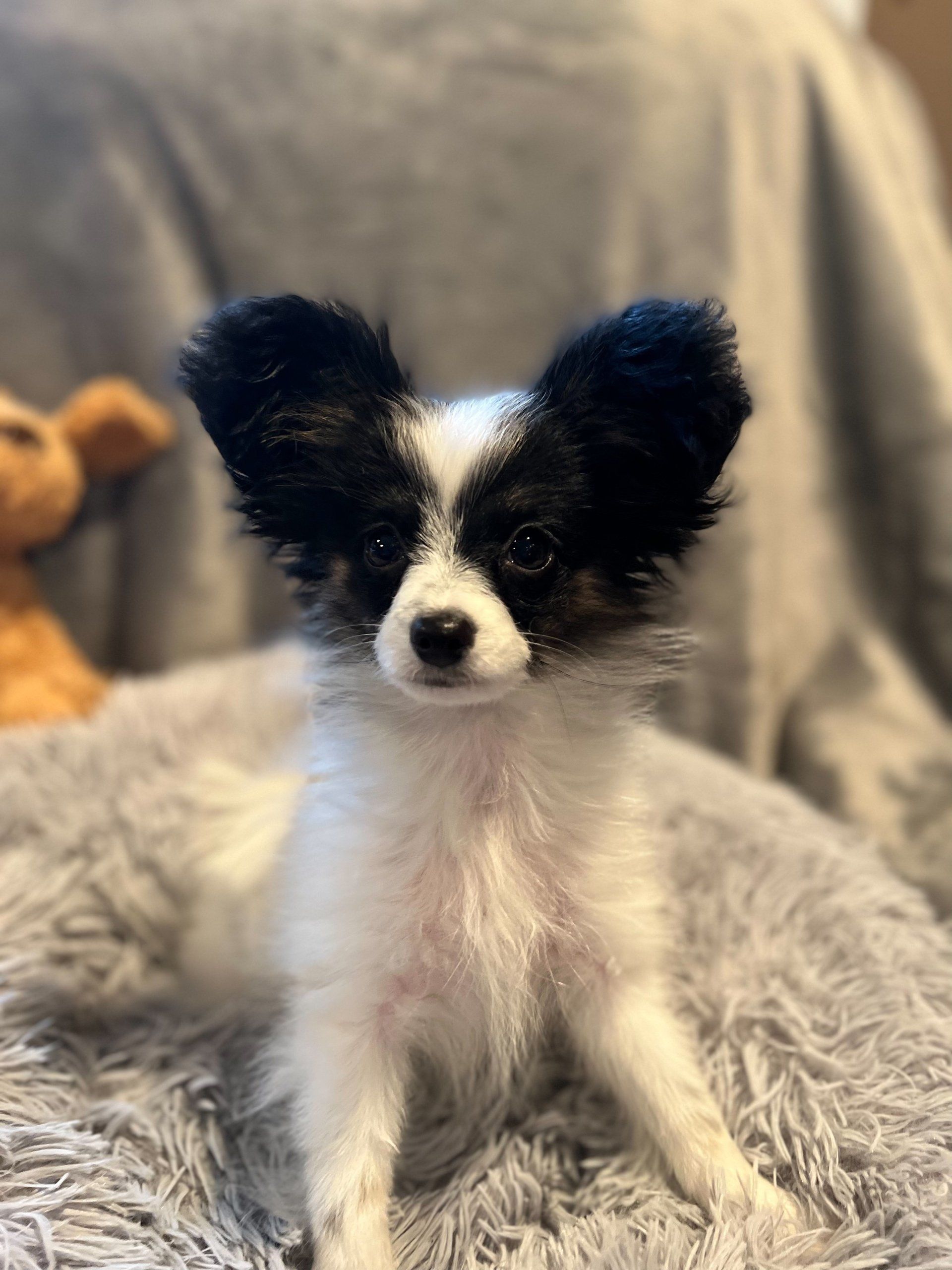 Papillon puppy with black and white markings, sitting on a fluffy gray surface, looking forward.