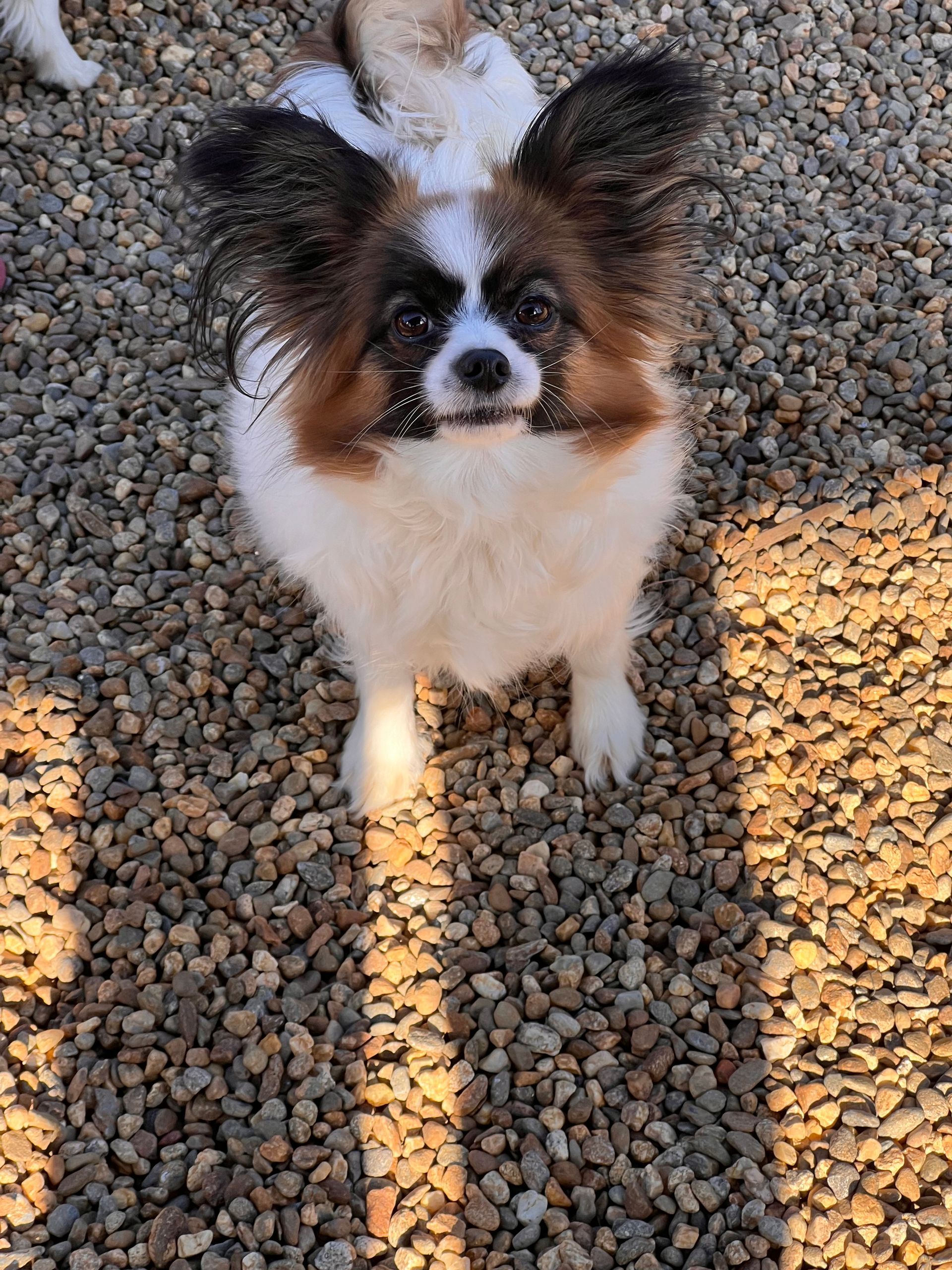Papillon puppy with large, fringed ears, white and tan markings, laying on a red blanket.