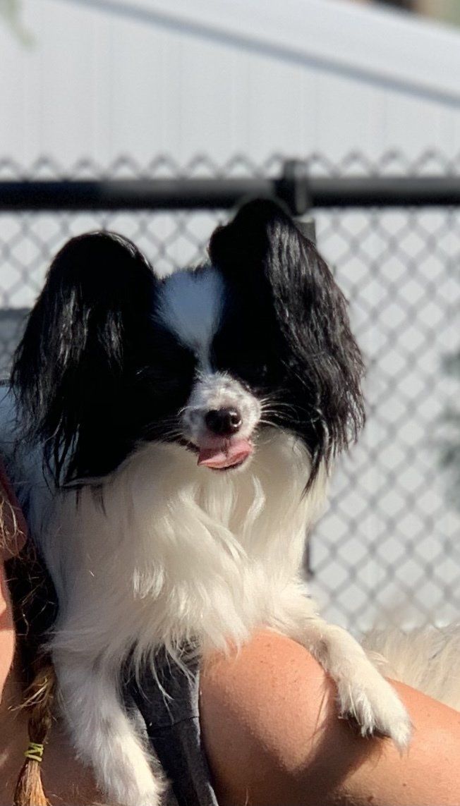 Black and white Papillon dog with large, fringed ears, held by a person.