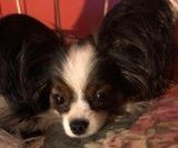 A Cavalier King Charles Spaniel with black and white fur, large floppy ears, and a downcast expression.