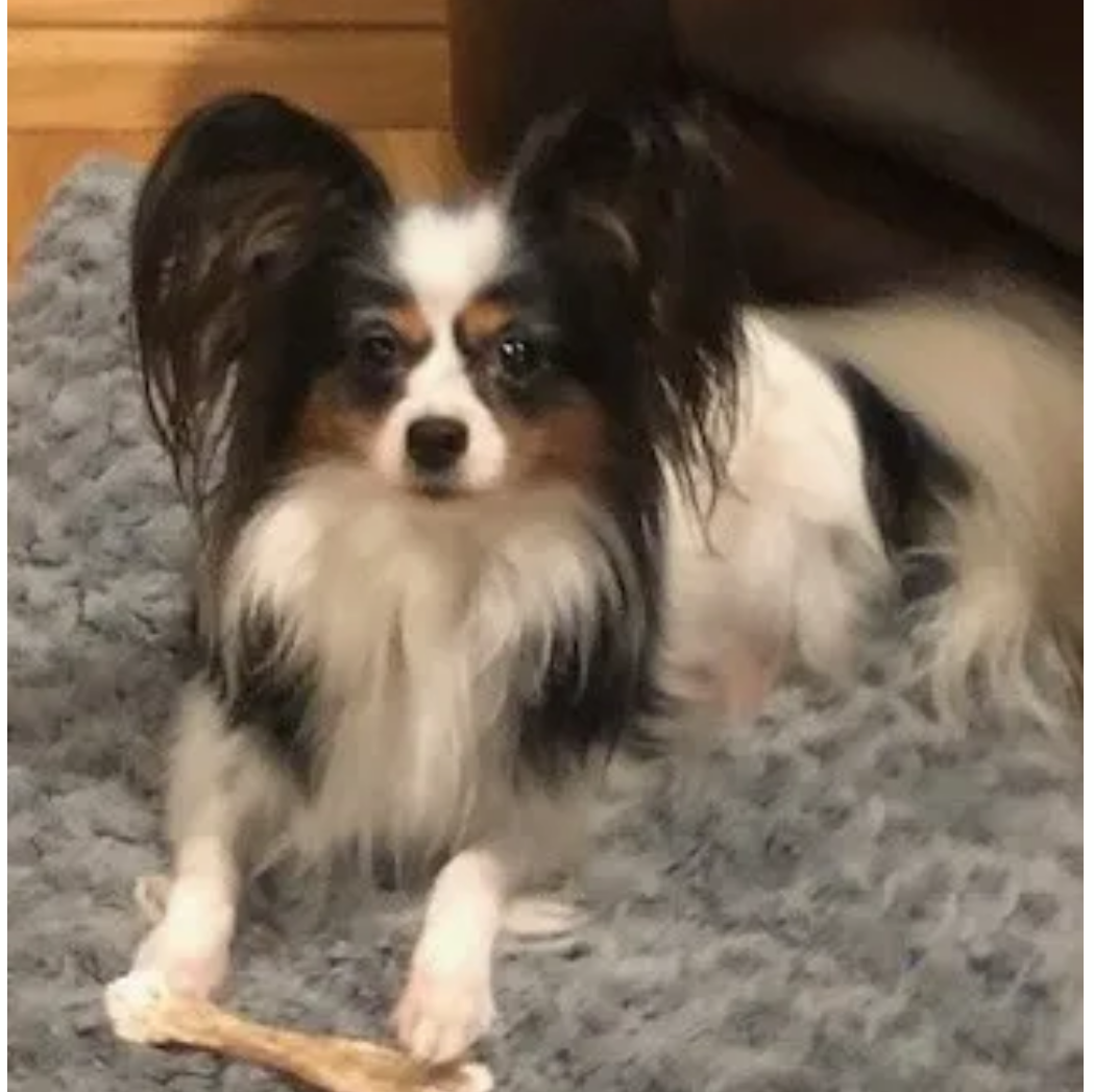 A Papillon dog with black and white markings sits on a gray rug, holding a bone.