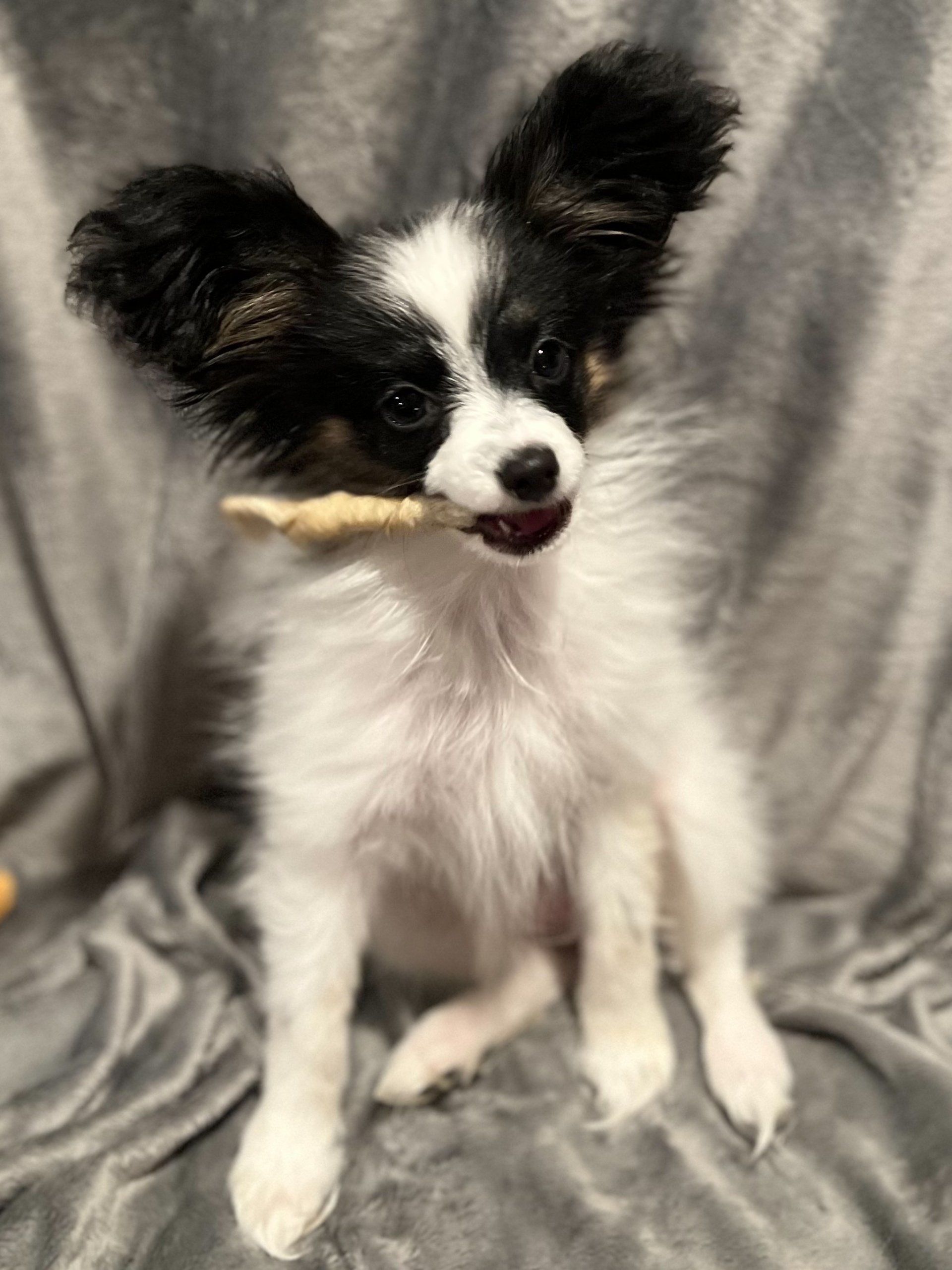 A small Papillon dog with black and white markings sits holding a chew toy, looking towards the viewer.