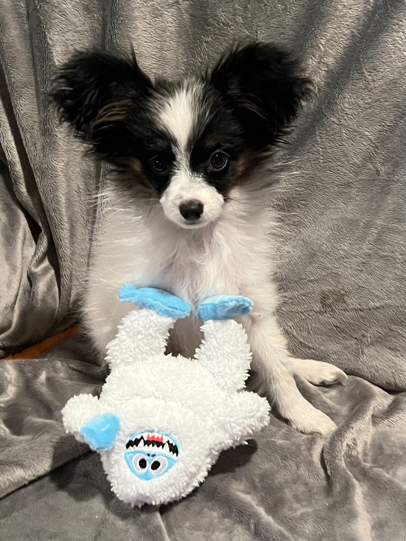 Papillon puppy with black and white markings, sitting on a gray blanket, holding a white plush toy.
