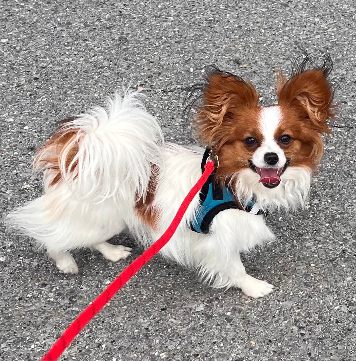 Papillon dog, white and brown fur, wearing a blue harness, on a red leash, smiling on gray pavement.