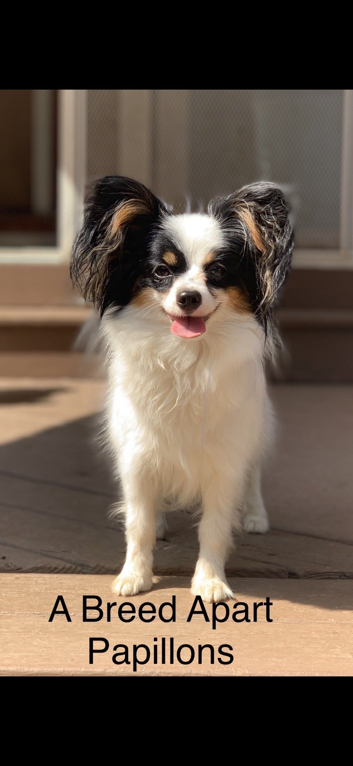A Papillon dog with black, tan, and white fur stands on a wooden deck, smiling with its tongue out.