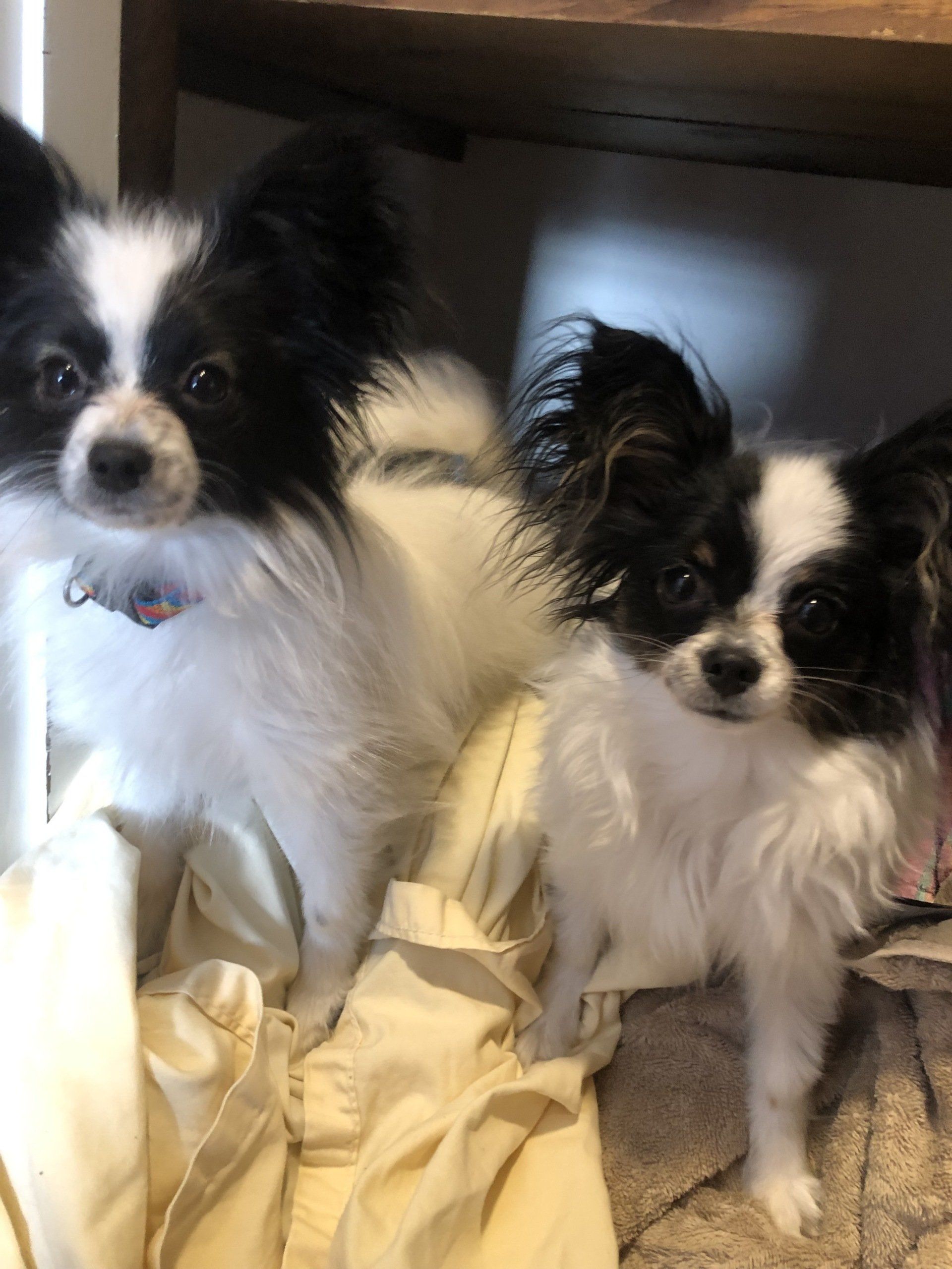 Two papillon dogs with black and white markings sit together, looking forward. One is larger than the other.