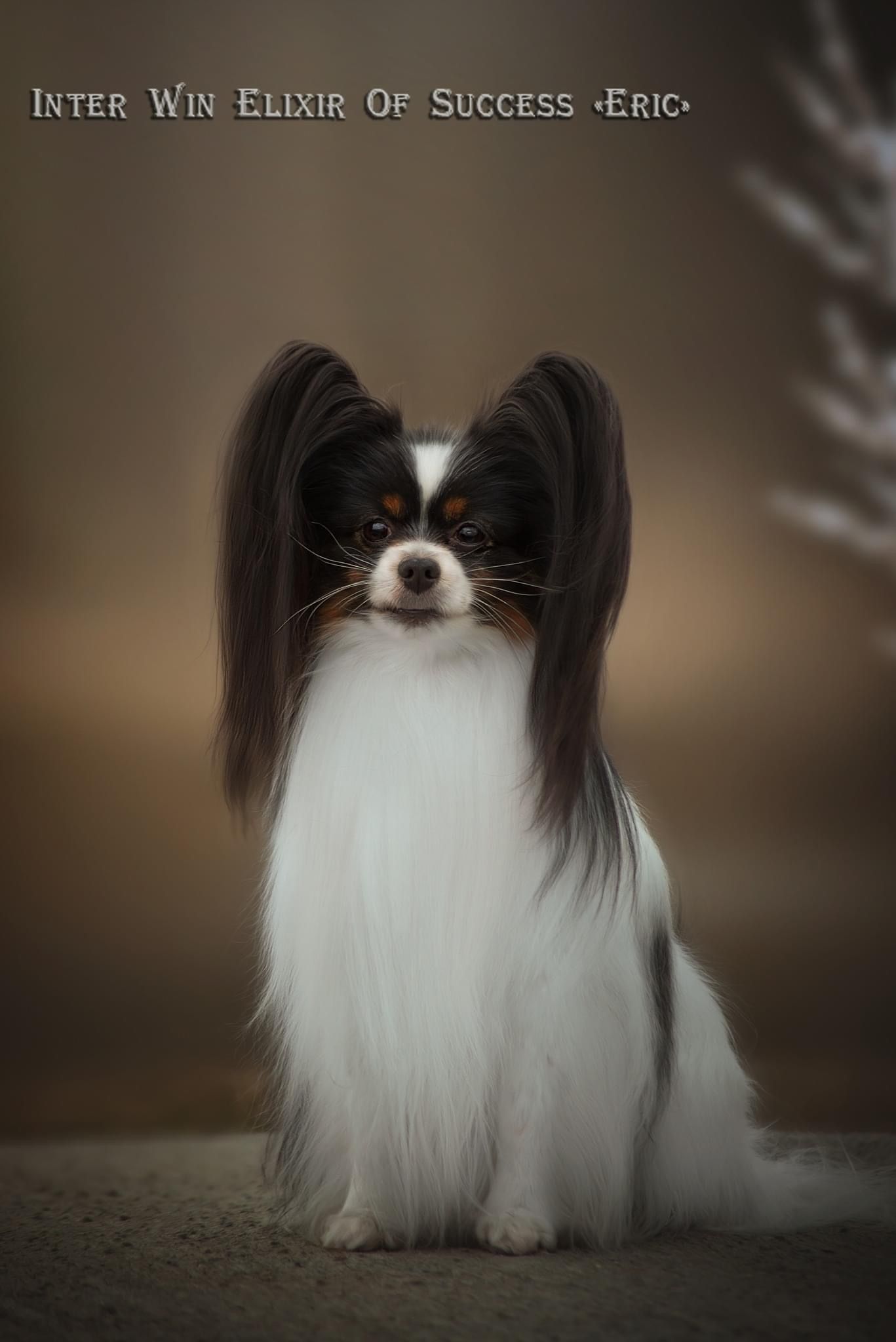 Papillon dog with black and white fur, posing against a brown background.