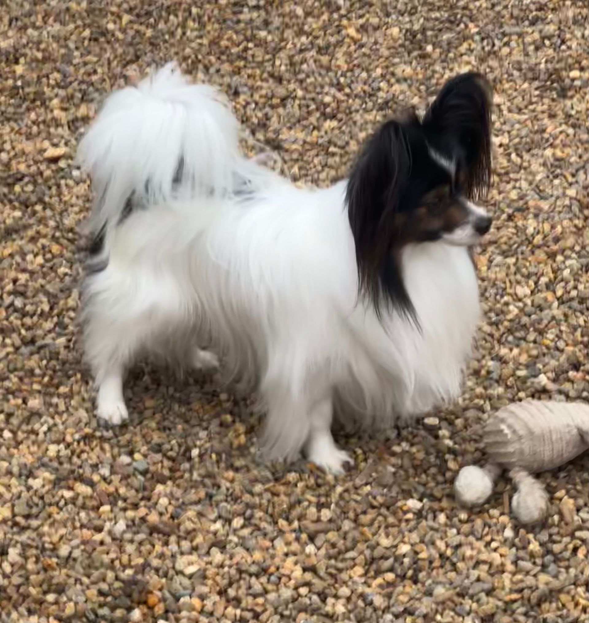 Papillon dog with black and white fur stands on gravel, near a toy.