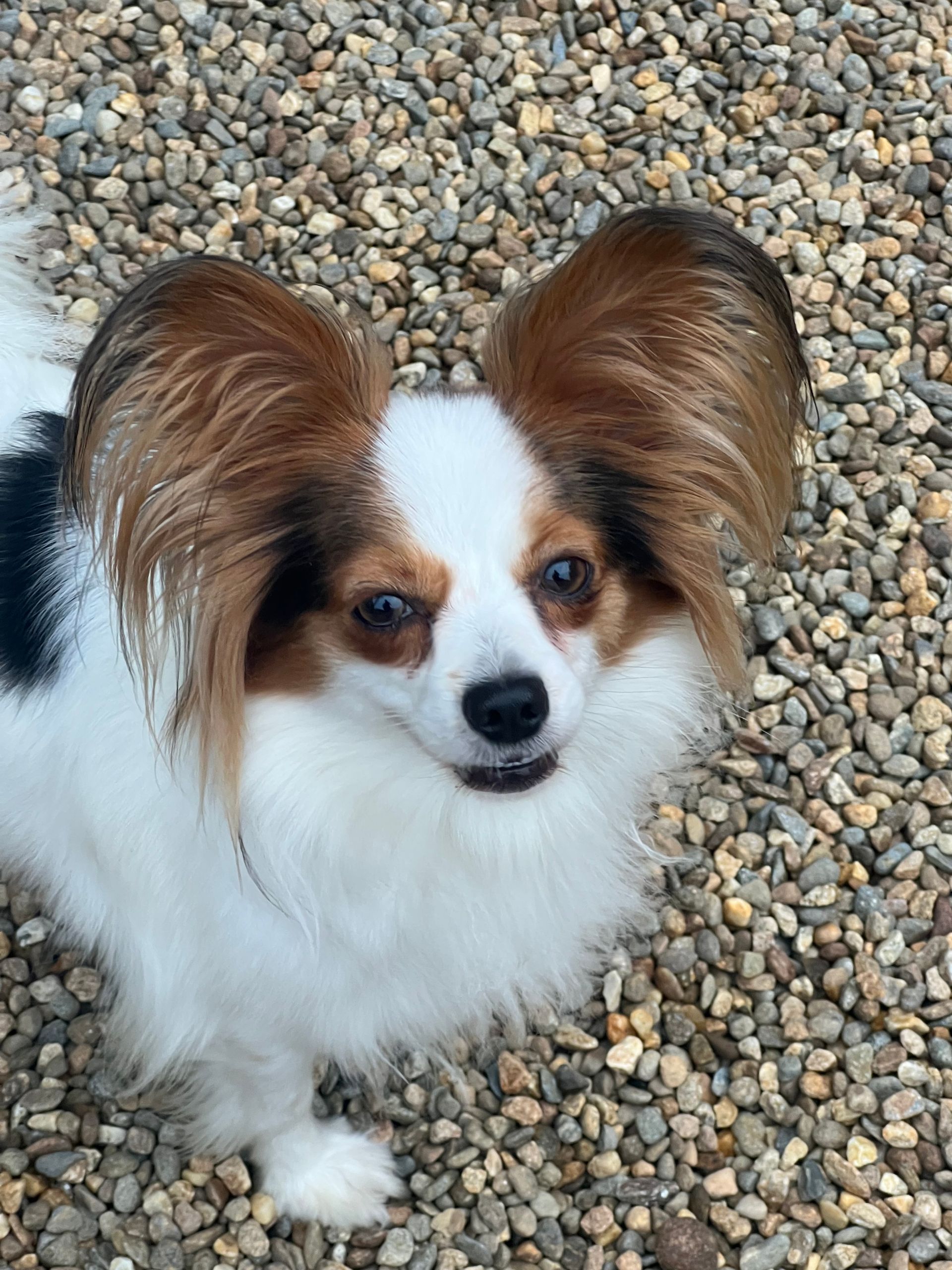 Papillon dog with brown and white fur, standing on pebbles, looking up.