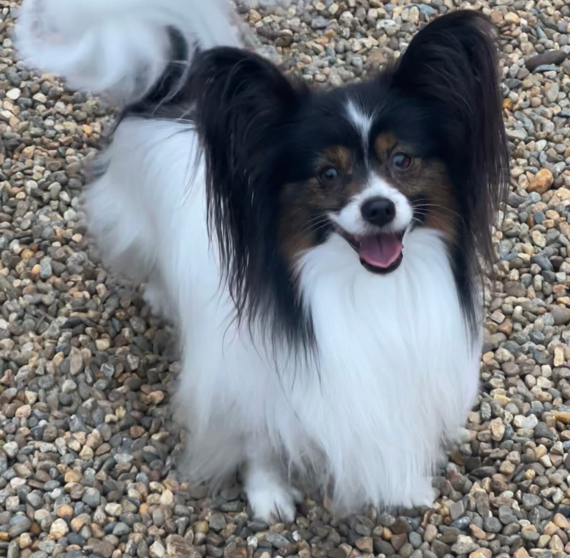 Papillon dog, black and white markings, smiling, standing on gravel.