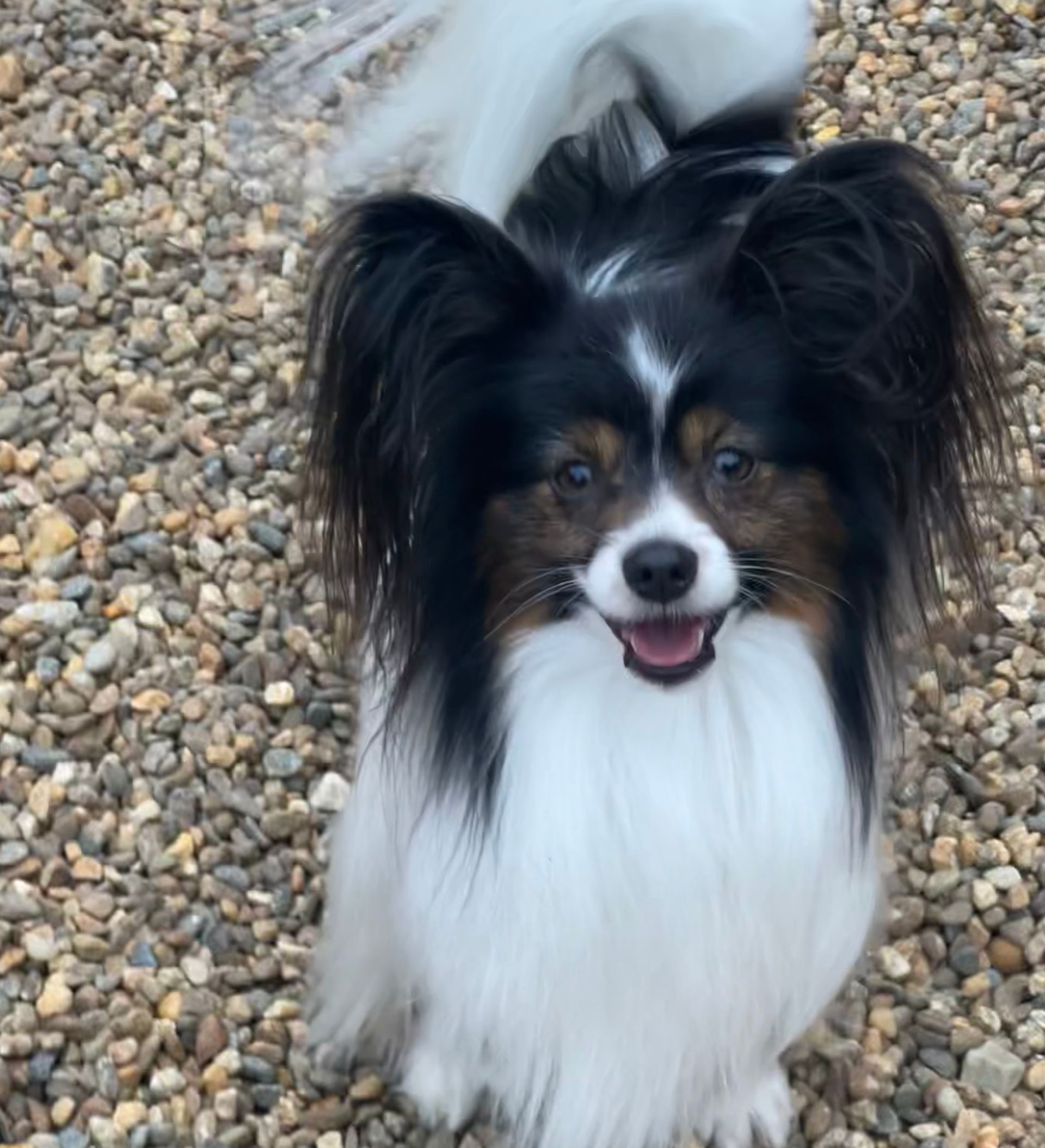 A tricolor Papillon dog with long, fluffy fur smiles, sitting on a pebble surface.