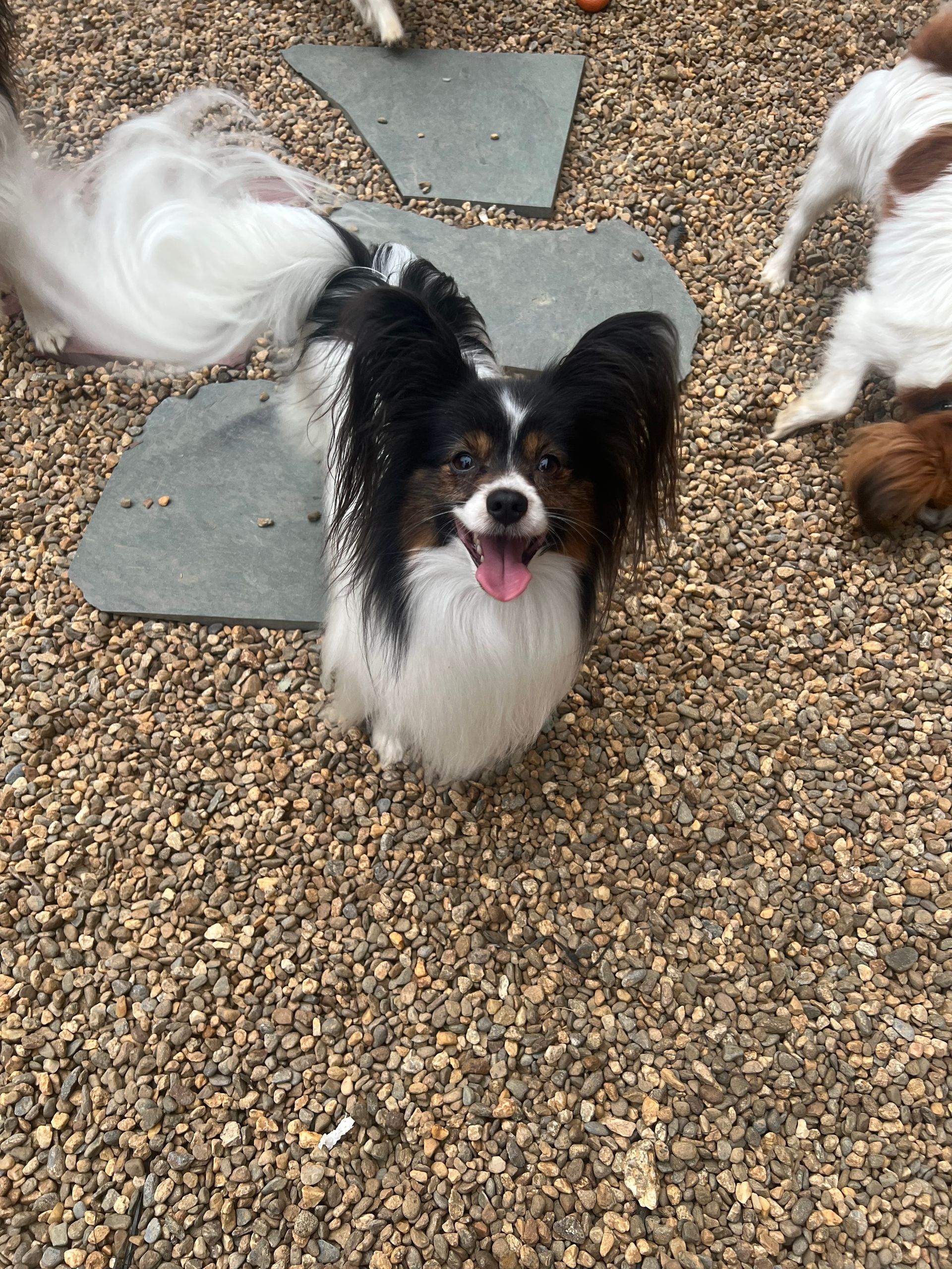 Papillon dog with black and white markings, tongue out, standing on gravel.