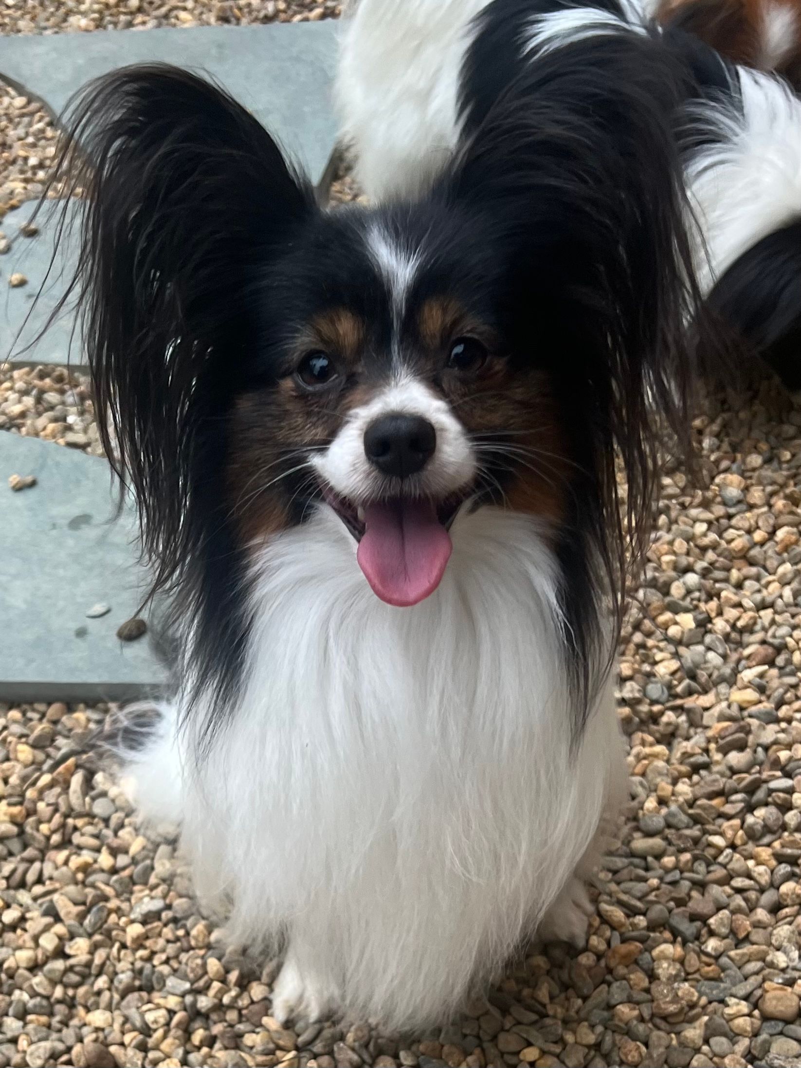 Papillon dog with black and white fur, sitting outside with its tongue out.