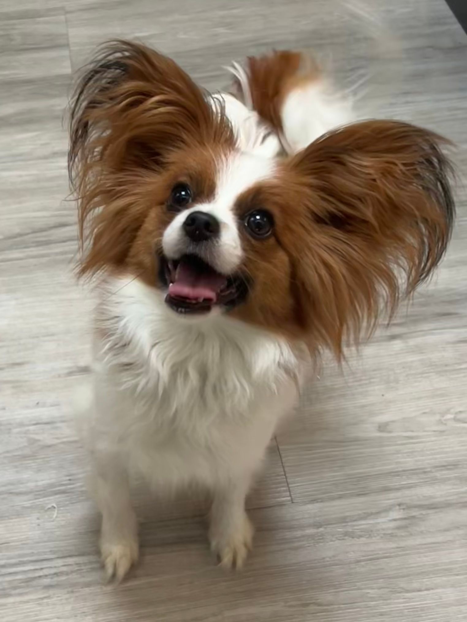 Papillon dog with large, fringed ears, brown and white fur, smiling with tongue out.