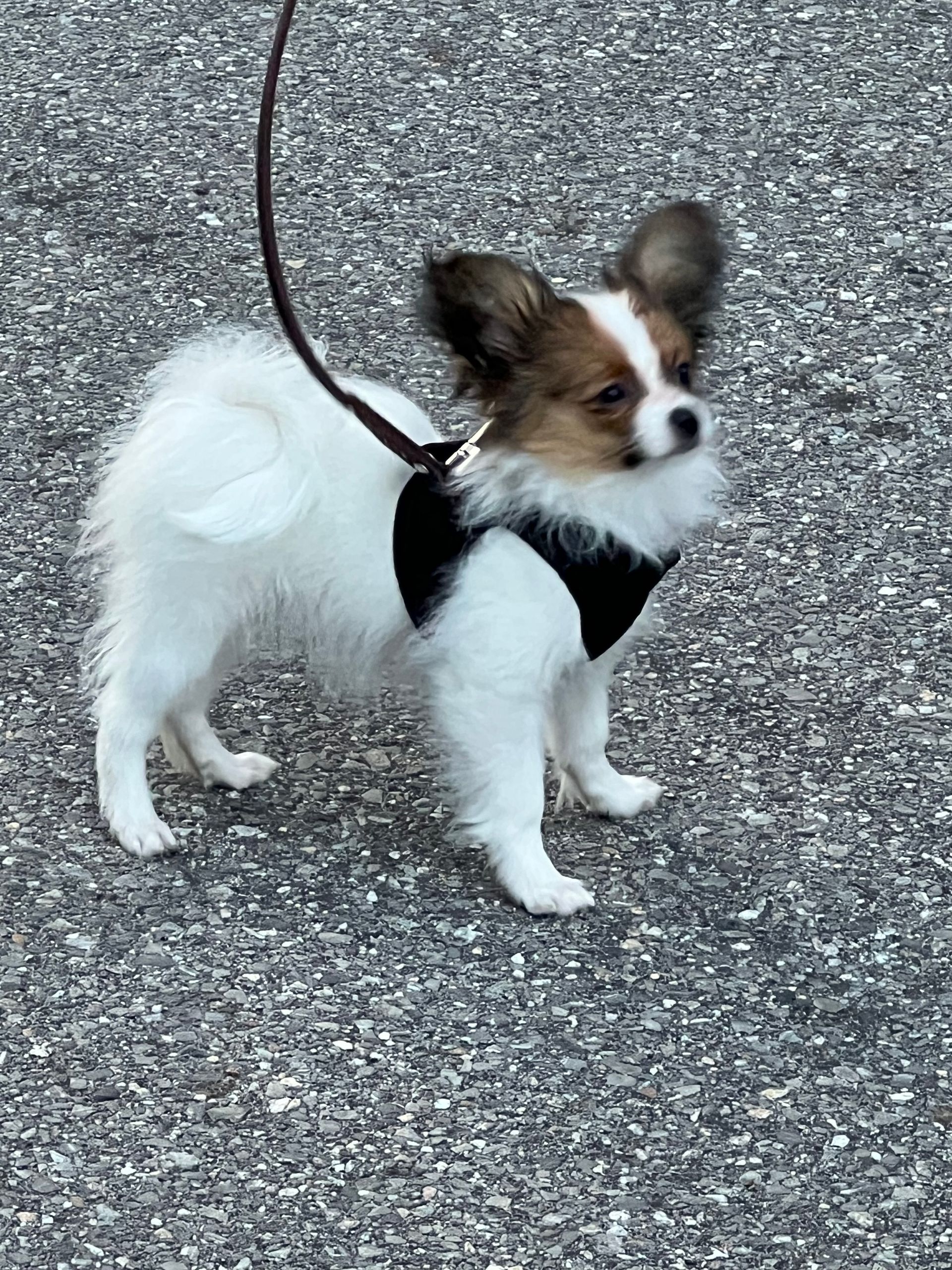 Small white and tan dog on leash, wearing a black harness, standing on asphalt.