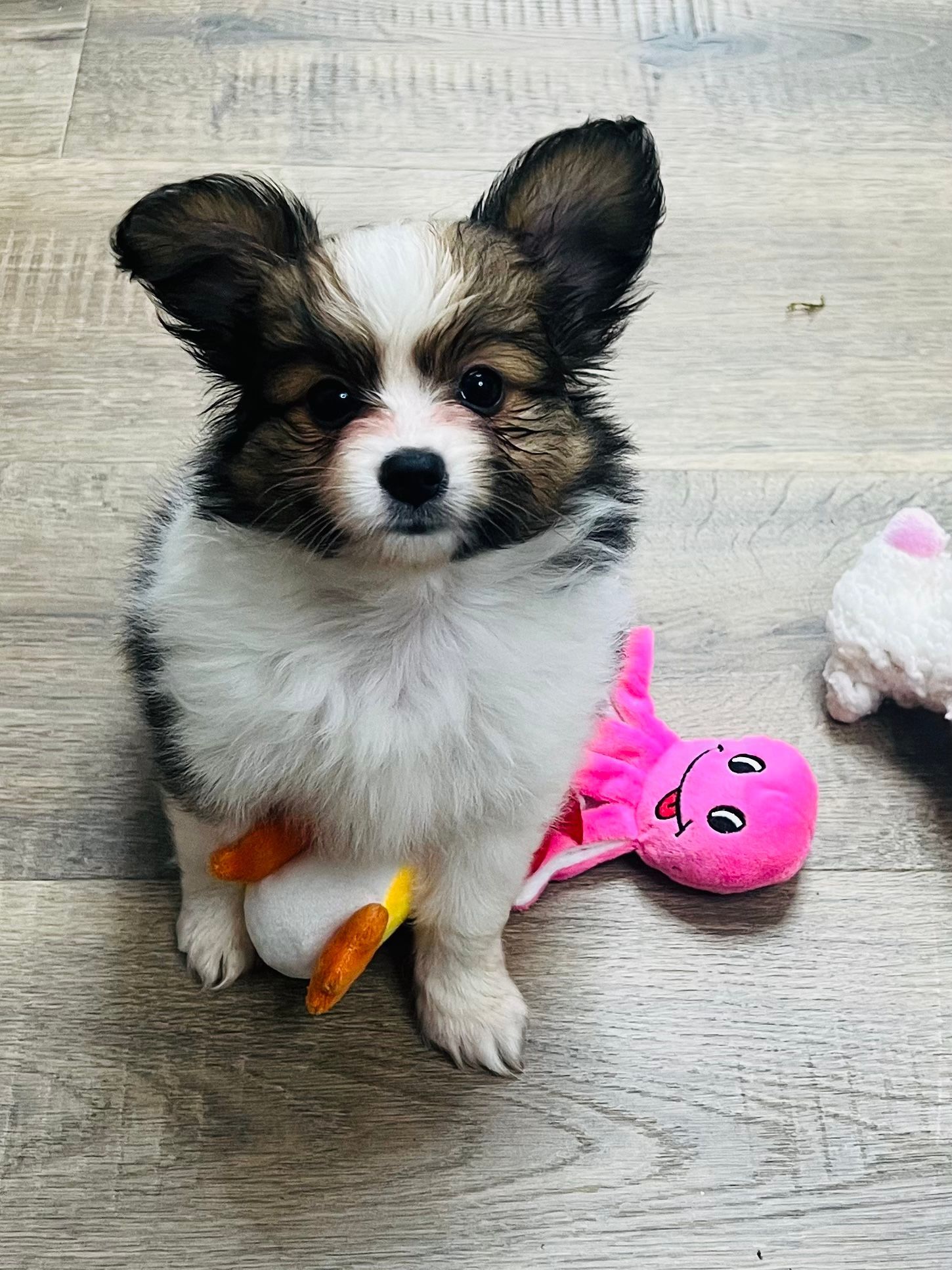 Small, white and brown Papillon puppy sits with a toy octopus and carrot toy on a wood floor.
