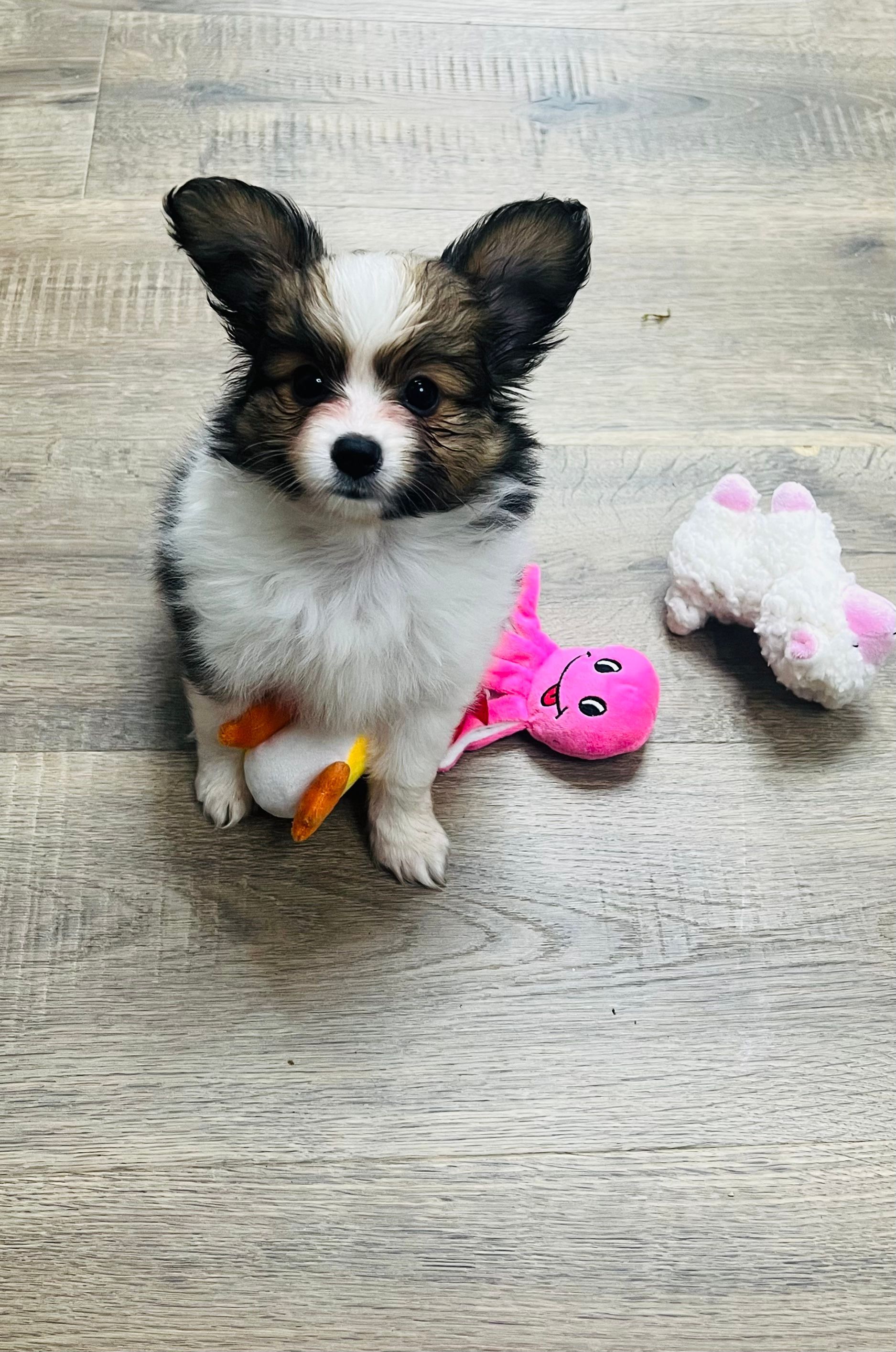 A small white and brown puppy with big ears sits next to pink toys on a wood floor.
