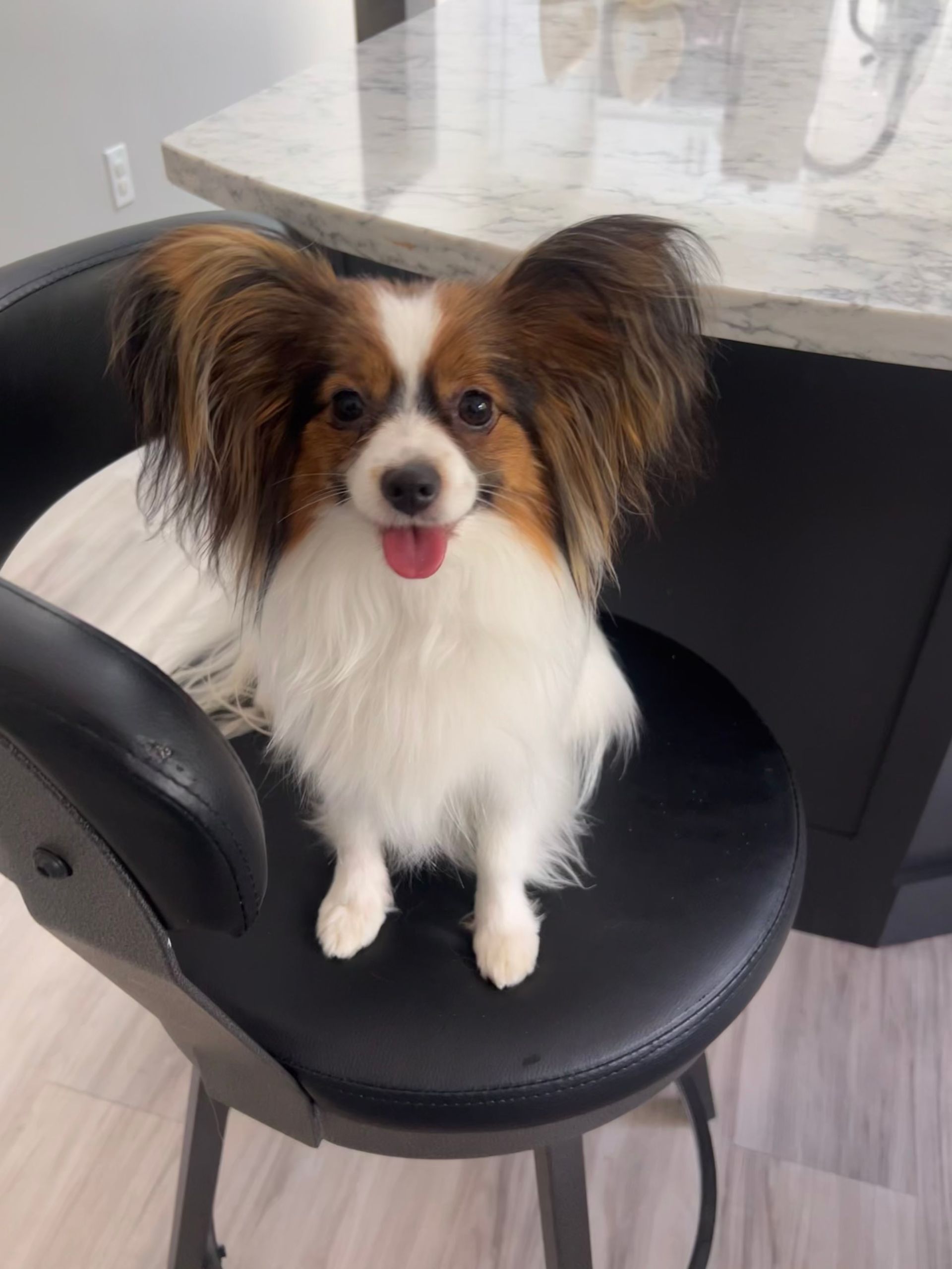 Papillon dog with large, fringed ears, seated on a black bar stool, tongue out, in a kitchen.