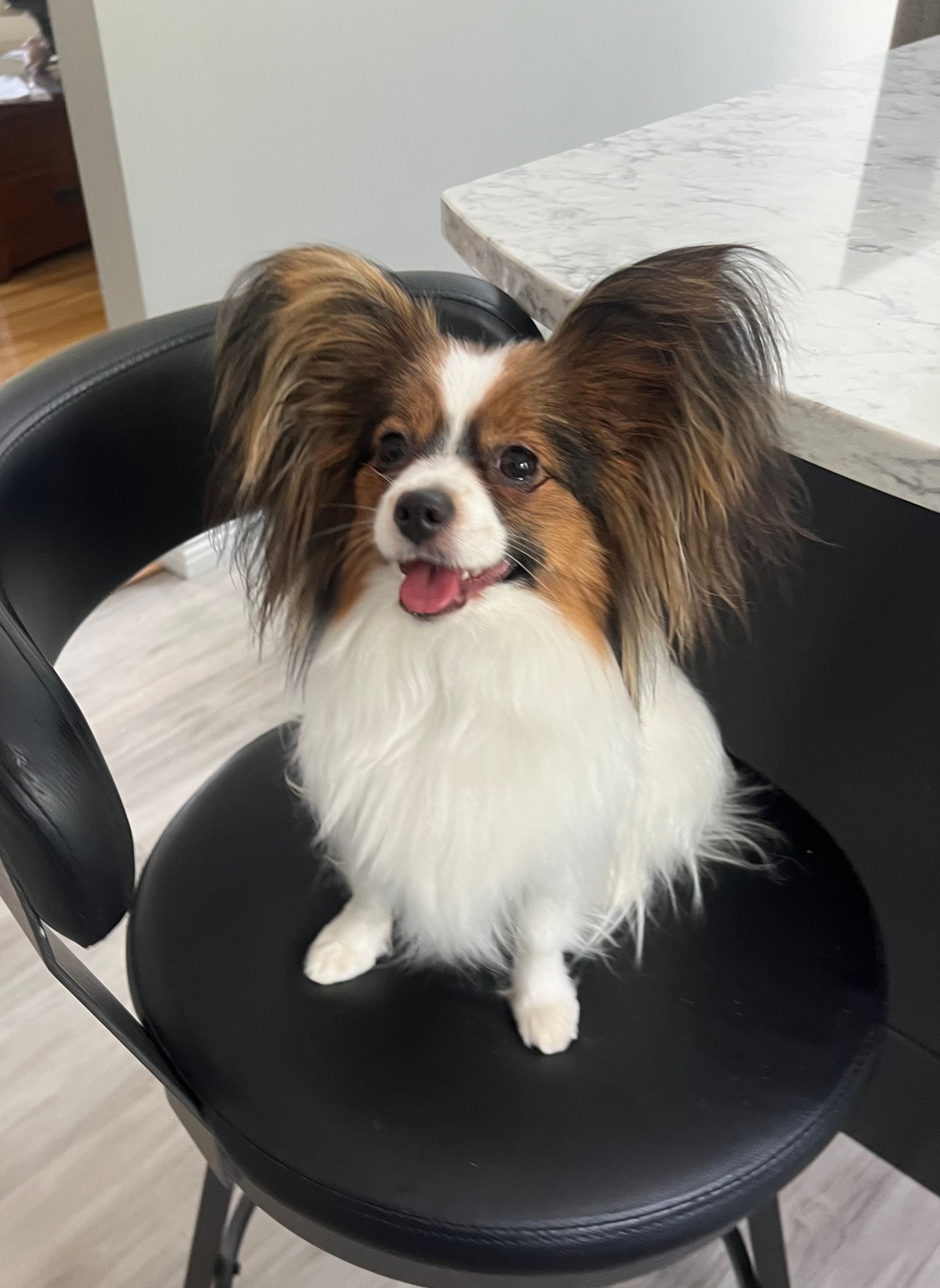 Papillon dog with large, fringed ears sits on a black bar stool, smiling, in a home.