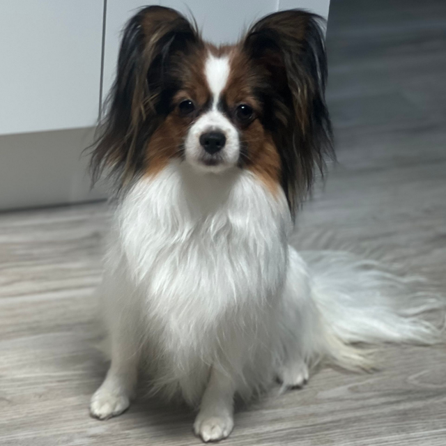 Our Females | Papillon Breeders | A Breed Apart | NH
