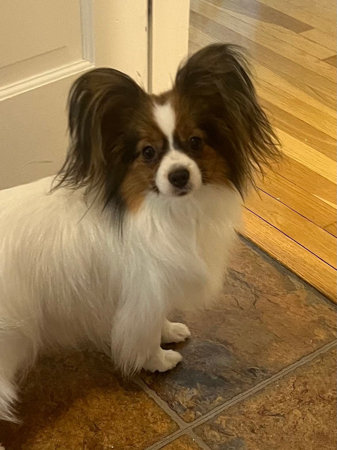 Papillon dog with white and brown fur, sitting on a tile floor, looking directly at the viewer.