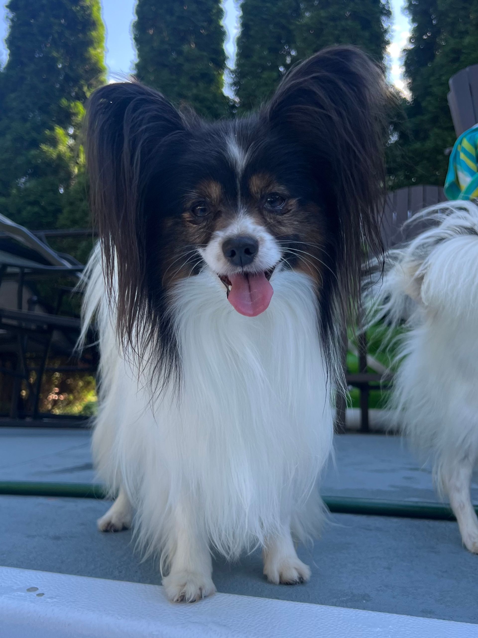 Papillon dog with black and white fur, standing with tongue out, outdoors.