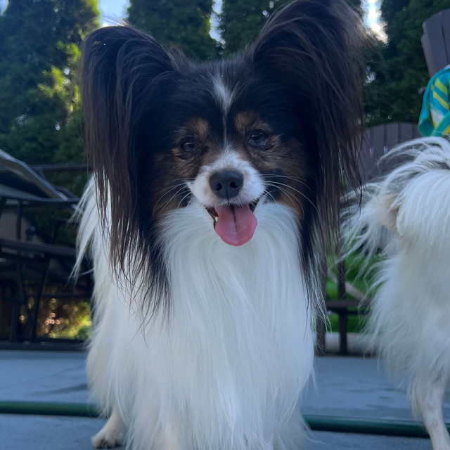 Papillon Breeders | A Breed Apart | New England