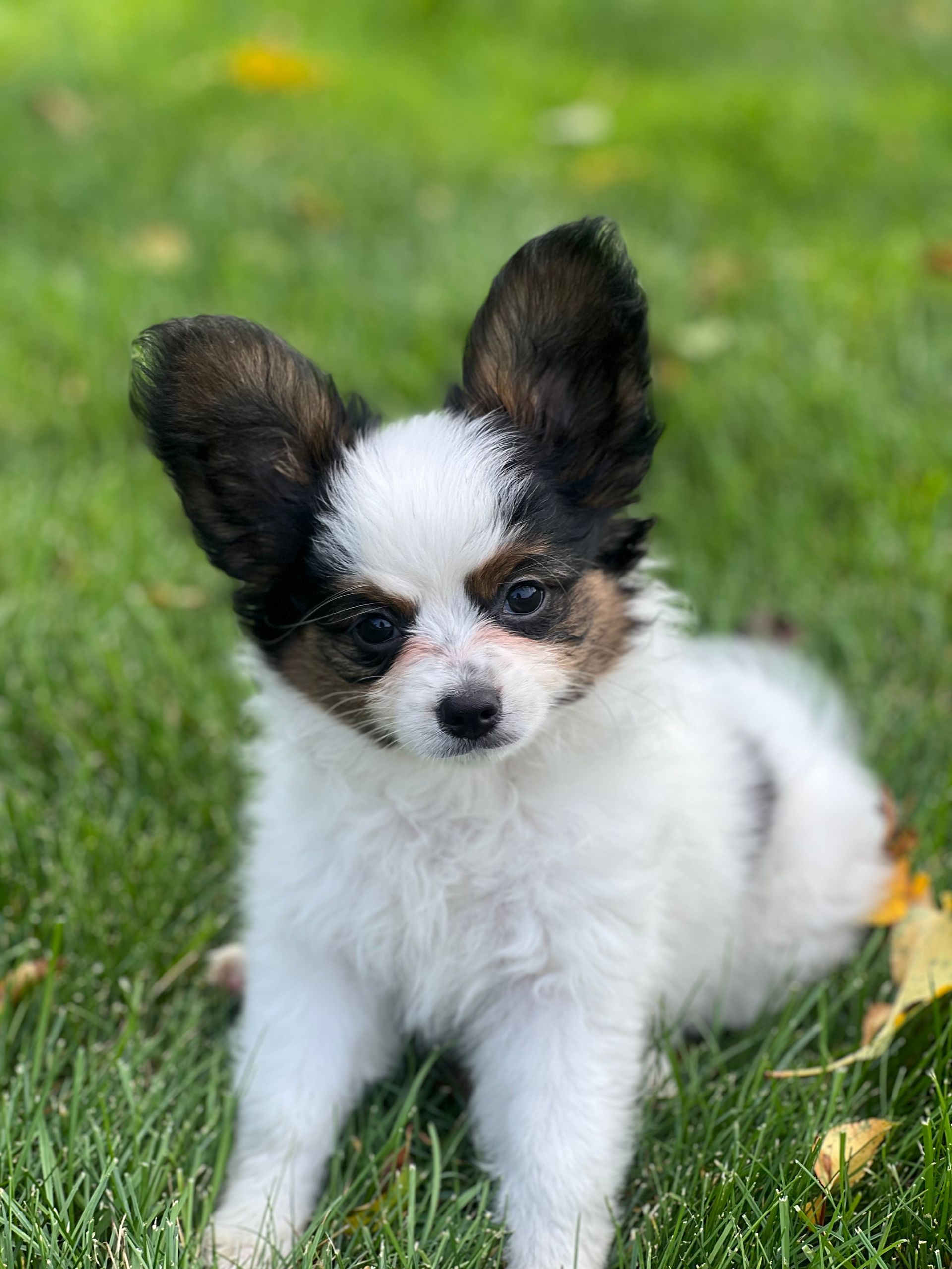Small white and brown Papillon puppy sitting in grass, looking forward with attentive expression.