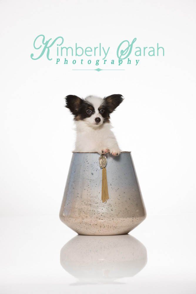 Papillon puppy in a bowl