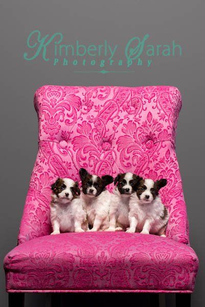 Papillon puppies on a pink chair