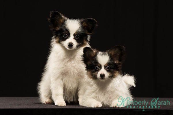 Papillon puppies