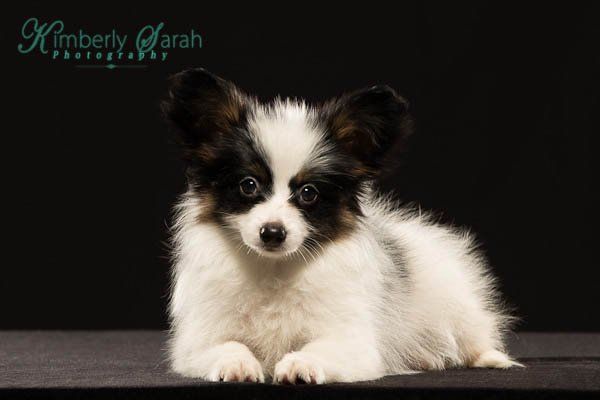 Papillon puppy