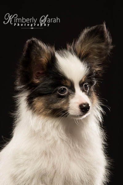 Papillon puppy