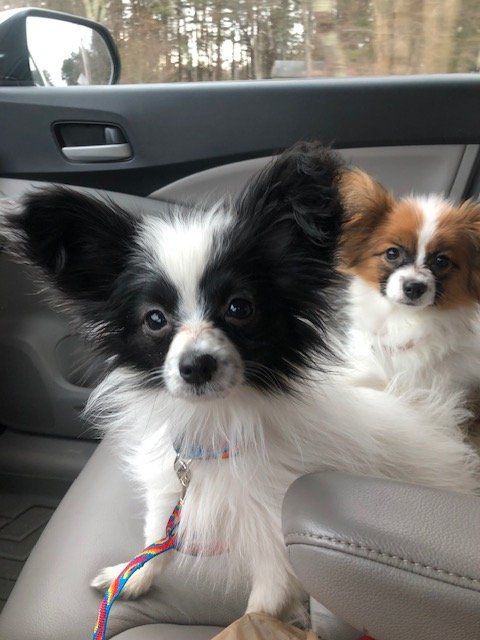 Two Papillon dogs in a car; one with black and white markings and big ears looks at the camera.