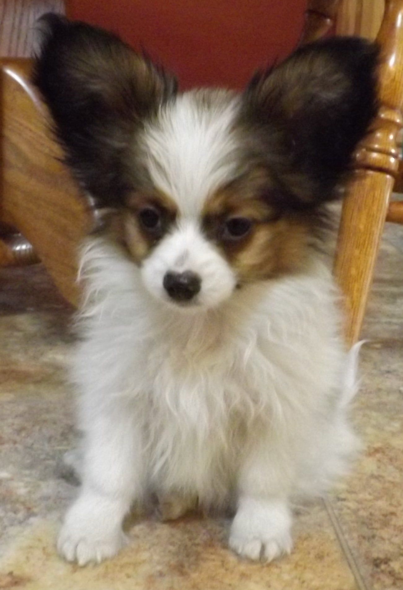 Papillon puppy