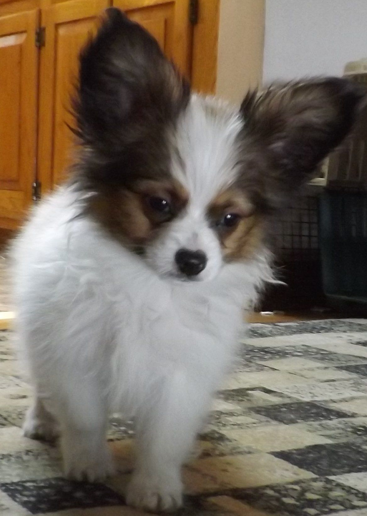 Papillon puppy